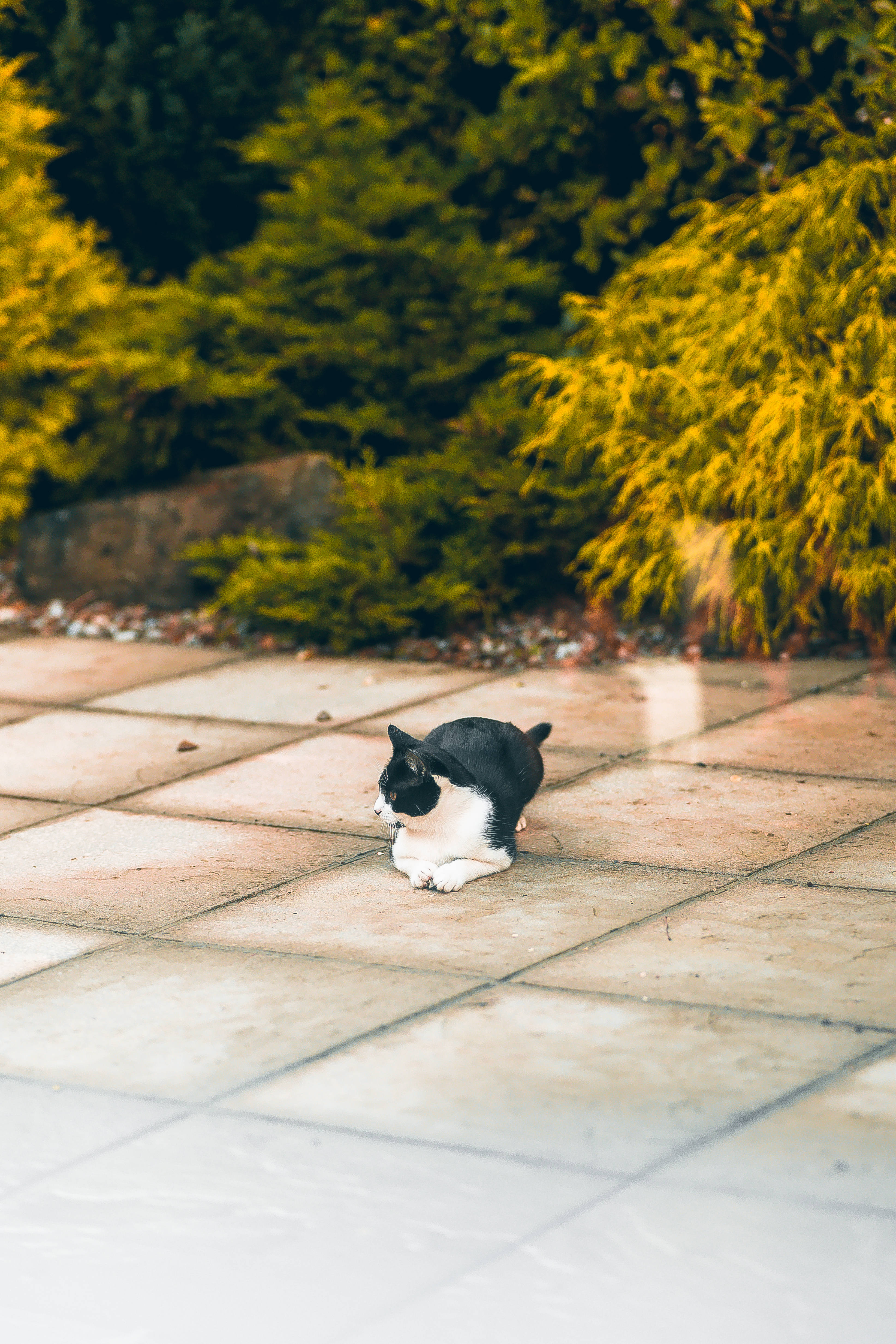 kawaii cat, black and white, tiled patio, 4K Phone Wallpaper