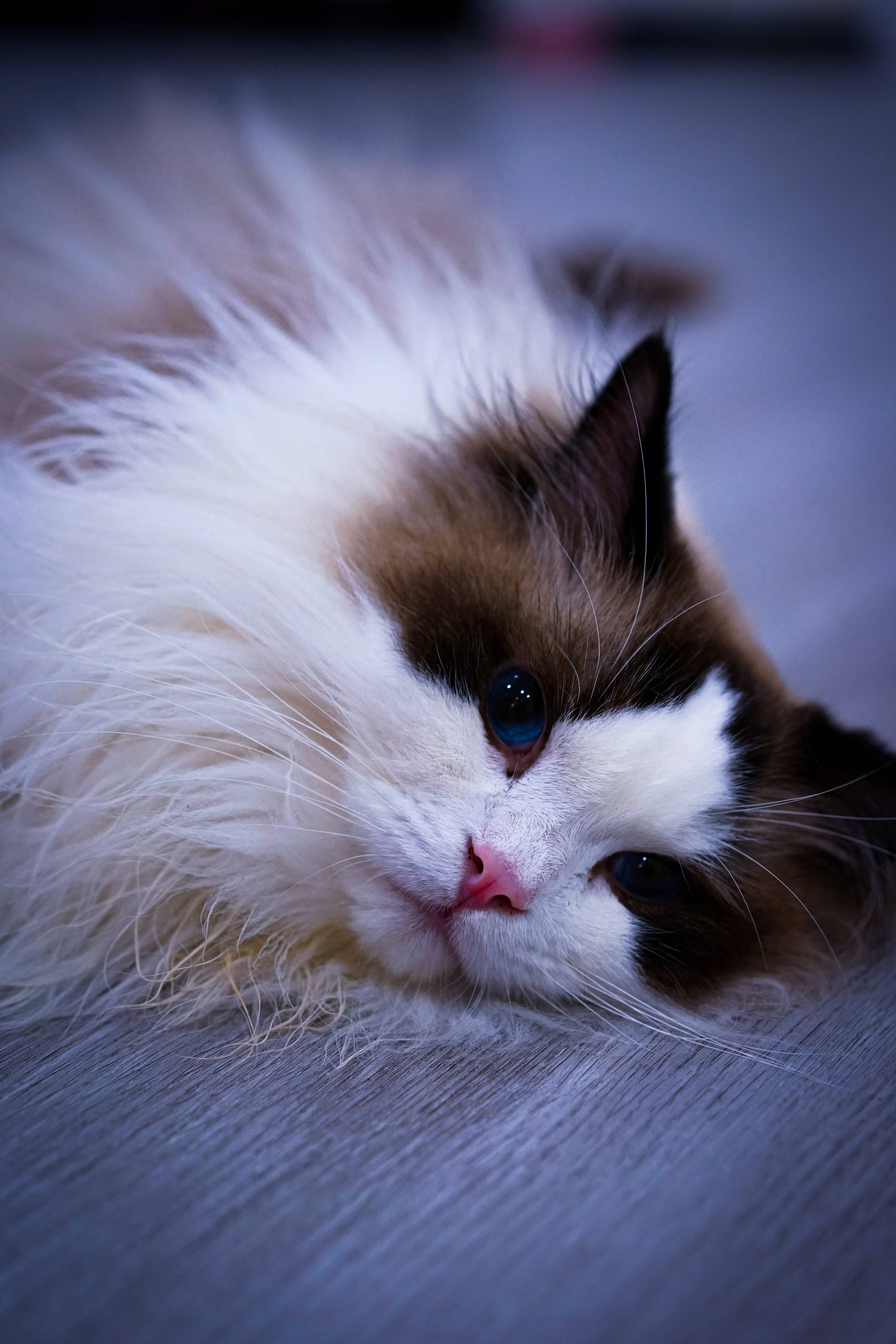 Ragdoll cat, blue eyes, cool-toned wooden floor, 5K Phone Wallpaper