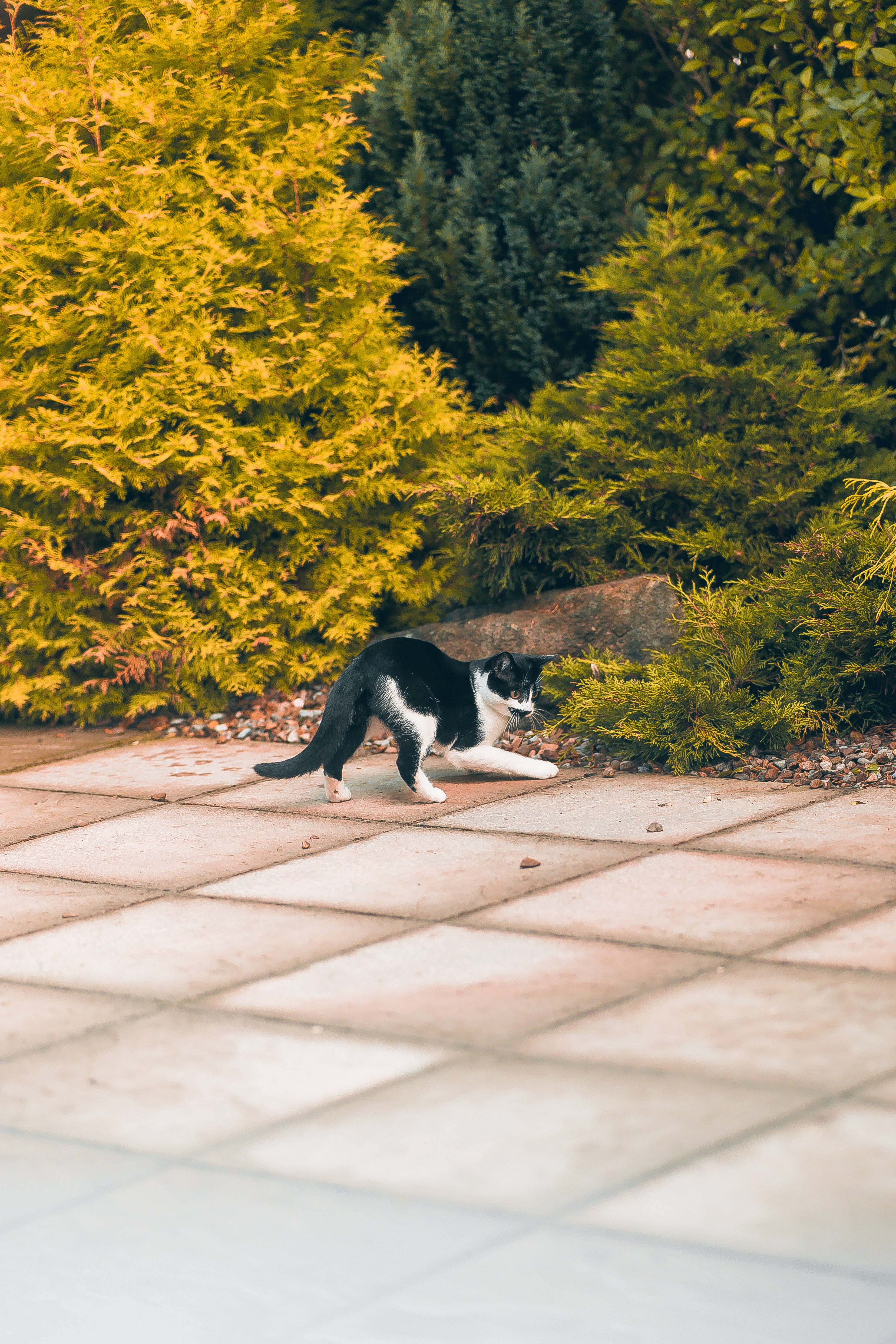 kawaii cat, black and white cat, stone patio, 4K Phone Wallpaper