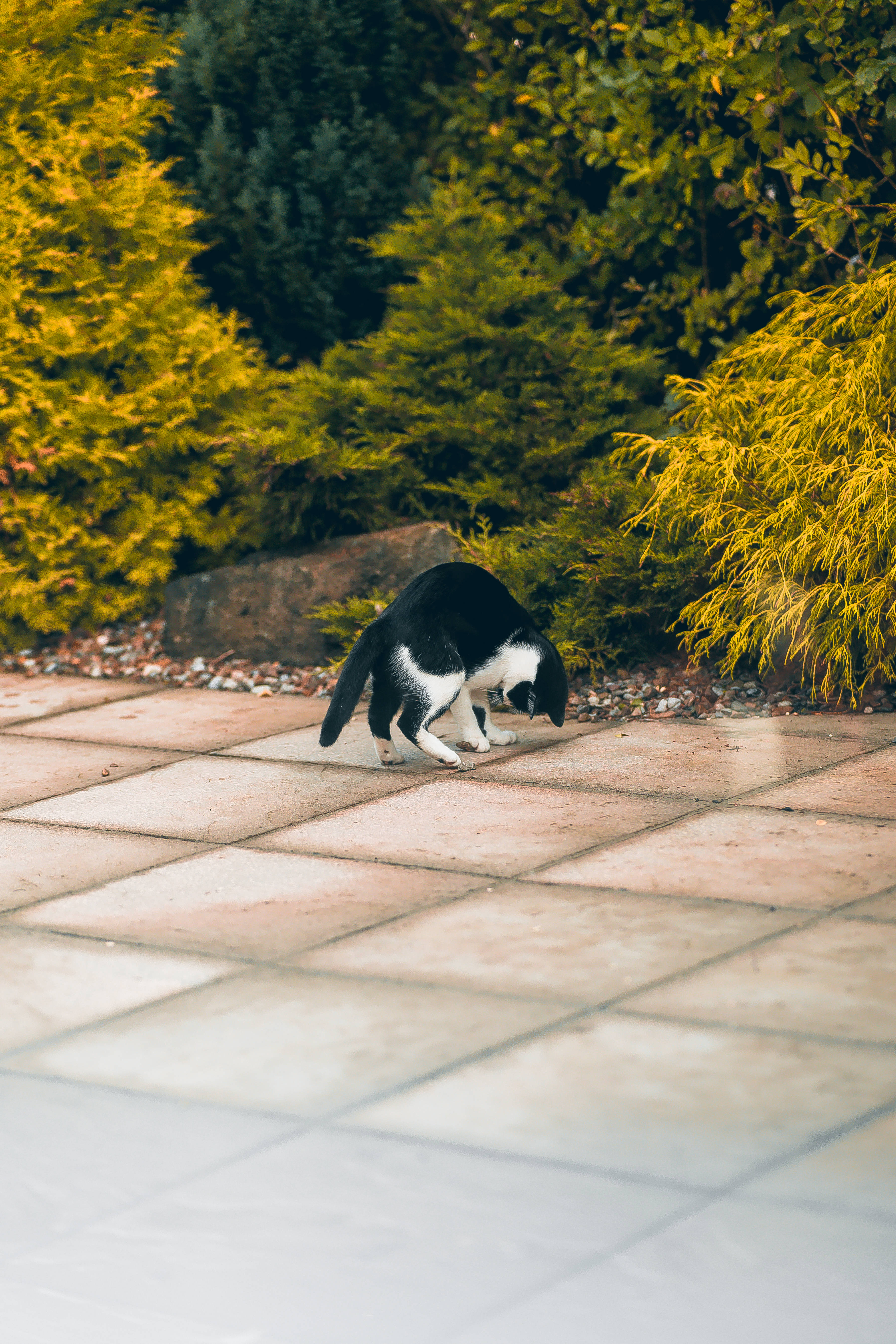 black and white cat, sunlit stone patio, lush green foliage, 5K Phone Wallpaper