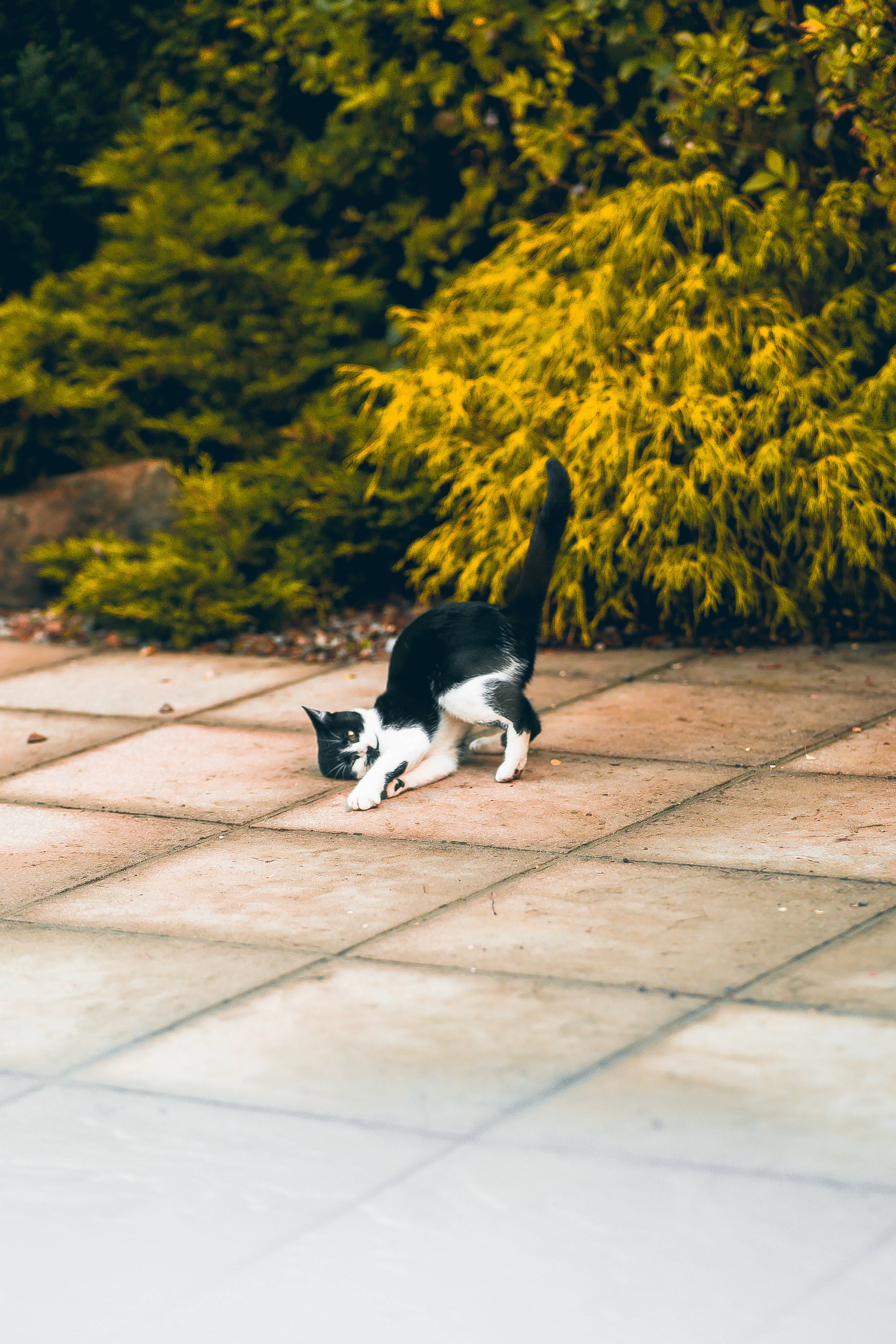 black and white cat, sunlit stone patio, lush green and yellow foliage, 5K Phone Wallpaper
