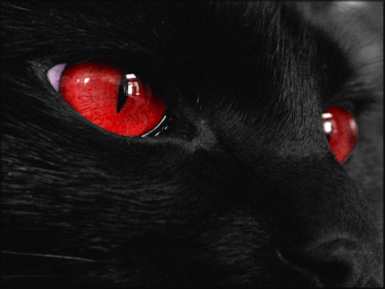 kawaii cat, red eyes, black cat, HD Desktop Wallpaper