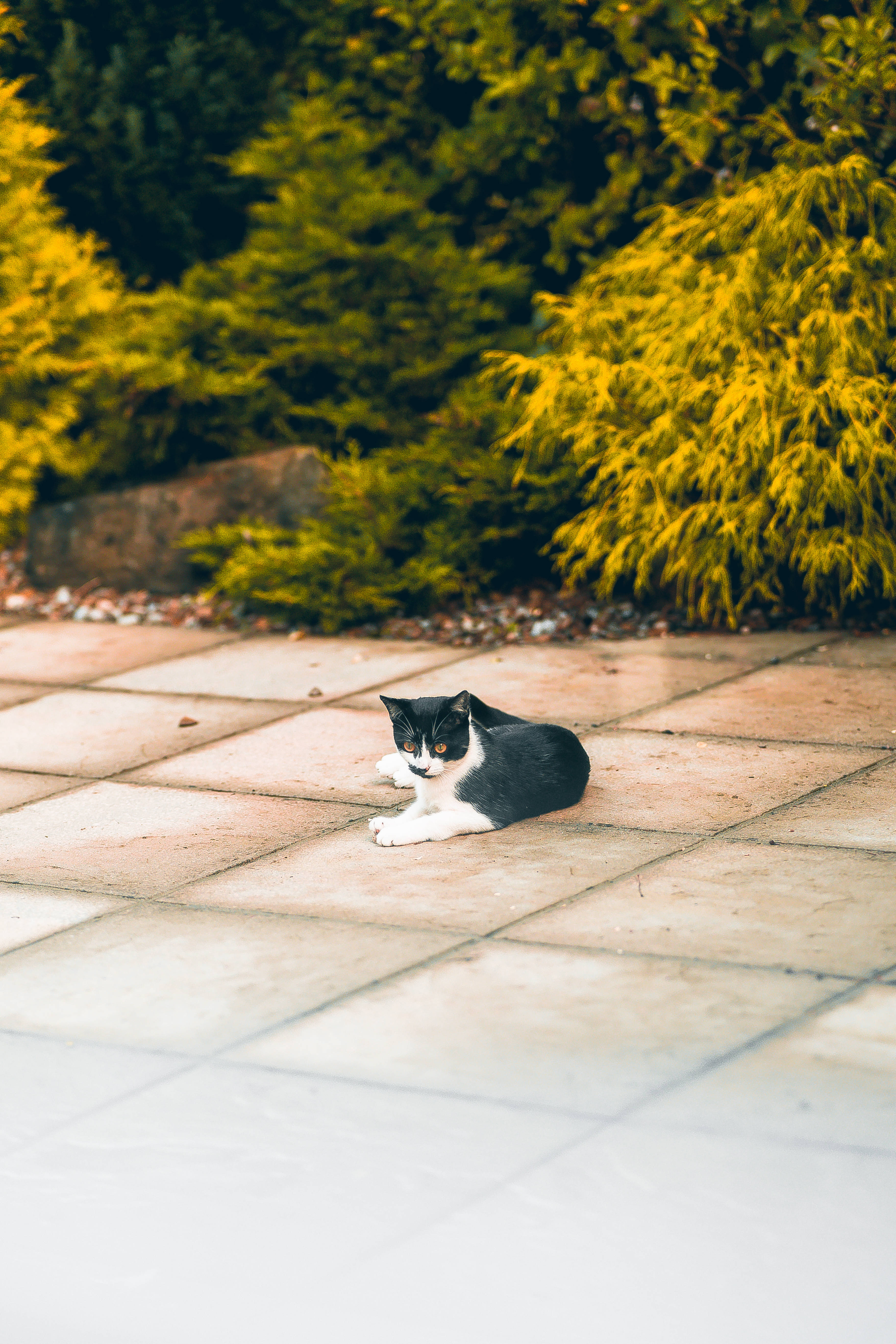 black and white cat, sunlit stone patio, vibrant green and yellow foliage, 5K Phone Wallpaper