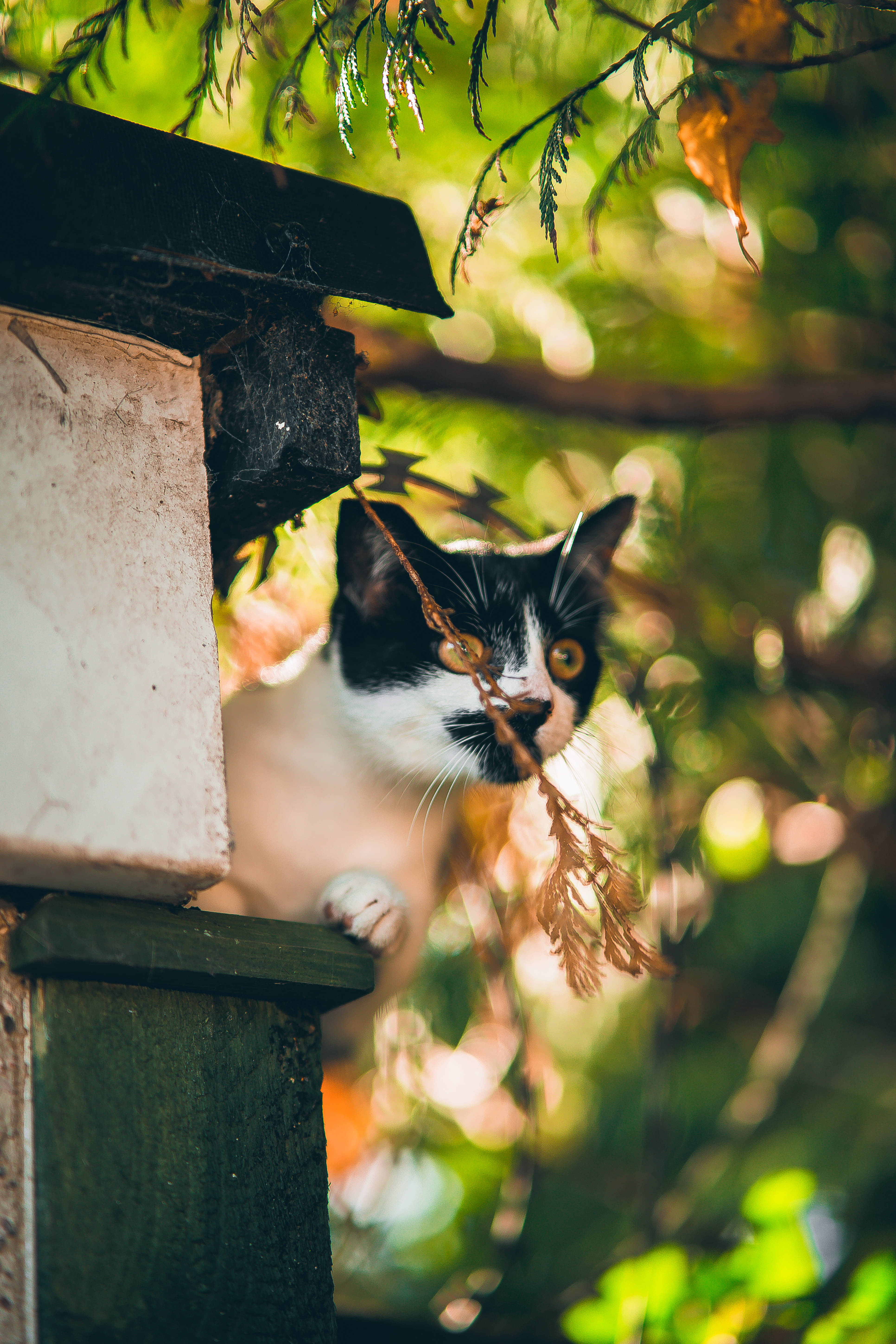 kawaii cat, wooden birdhouse, sunlit green foliage, 5K Phone Wallpaper
