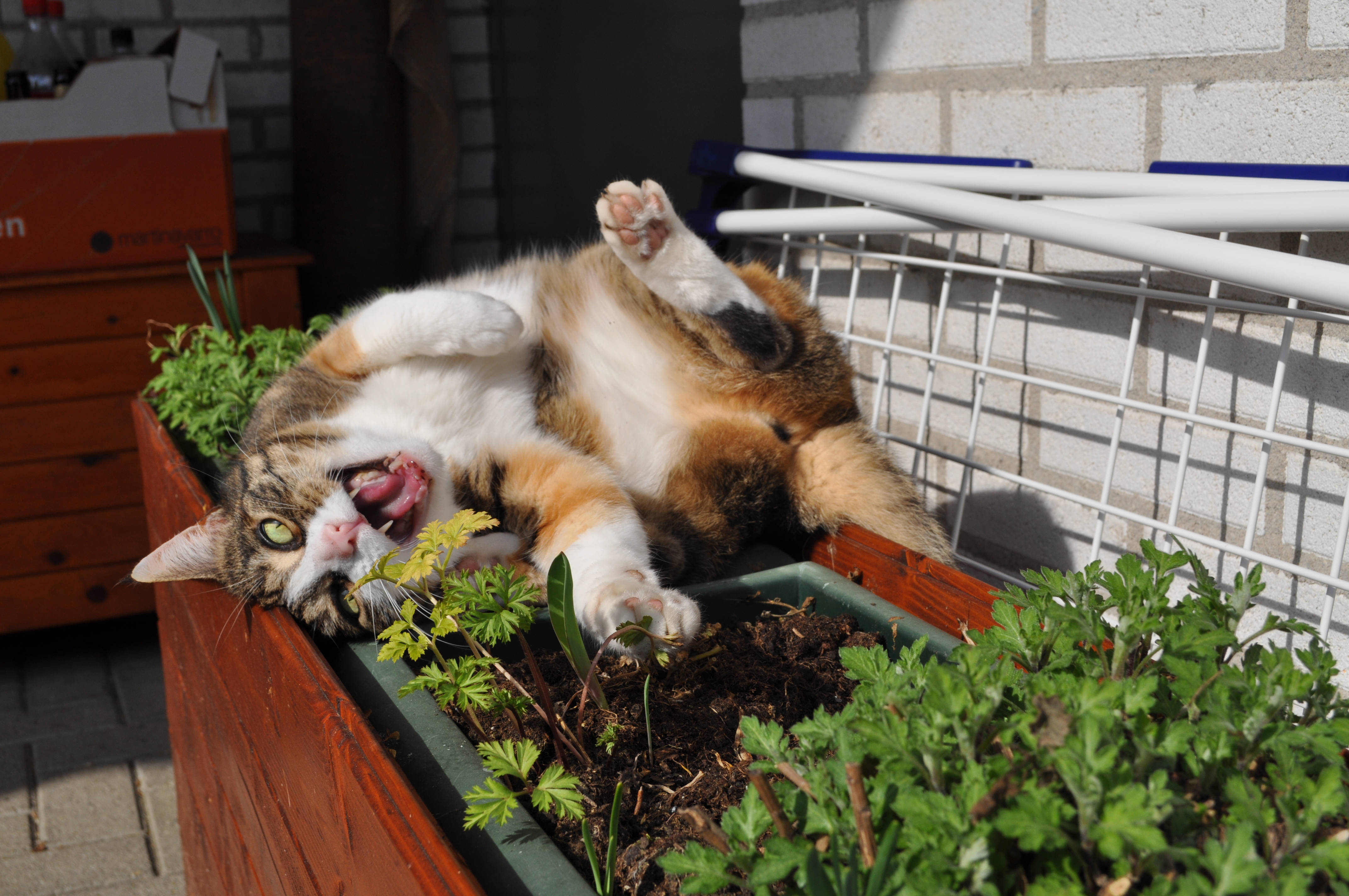 kawaii cat, calico cat, wooden planter, 4K Desktop Wallpaper