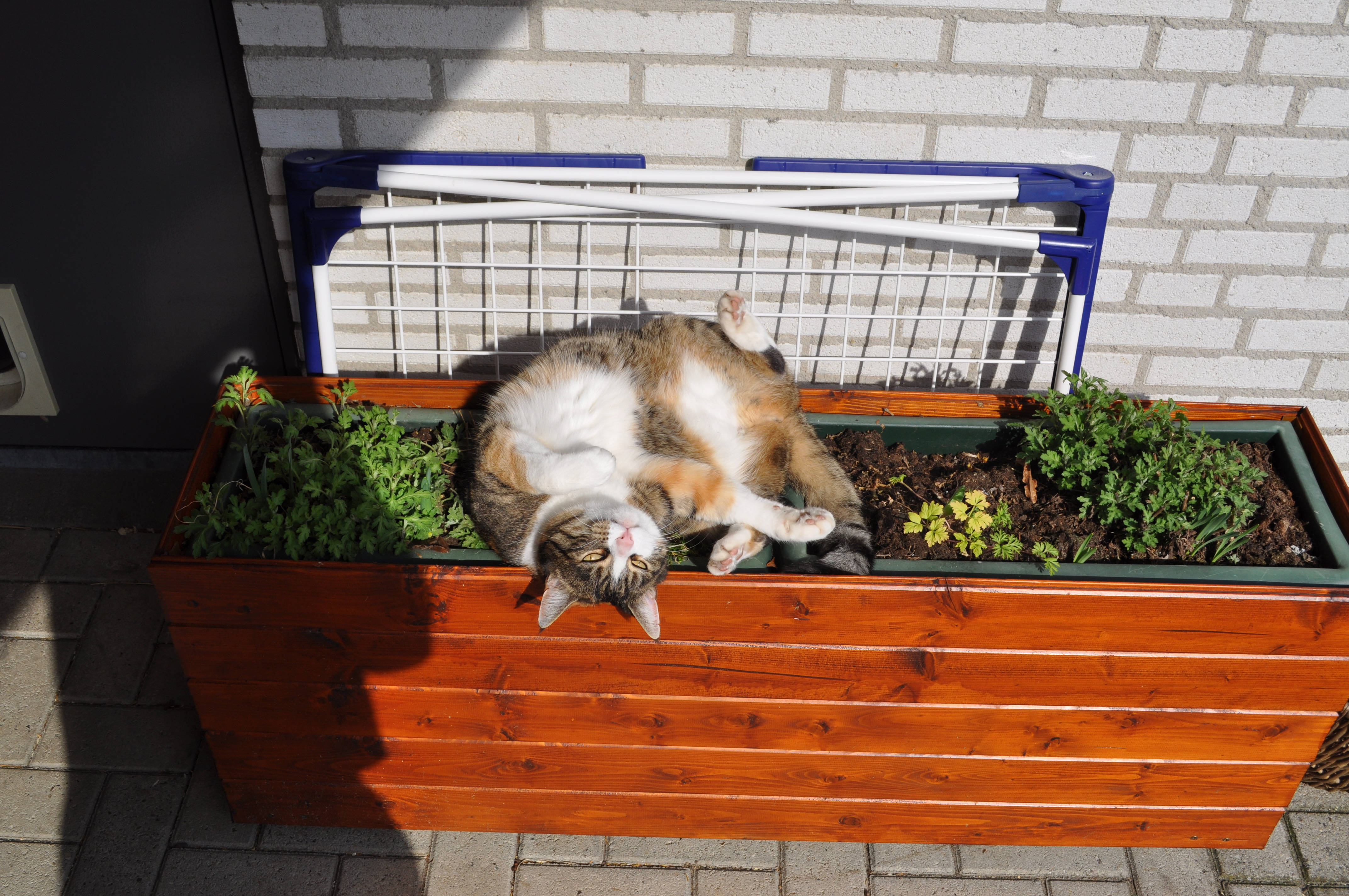 kawaii cat, calico cat, wooden planter box, 4K Desktop Wallpaper