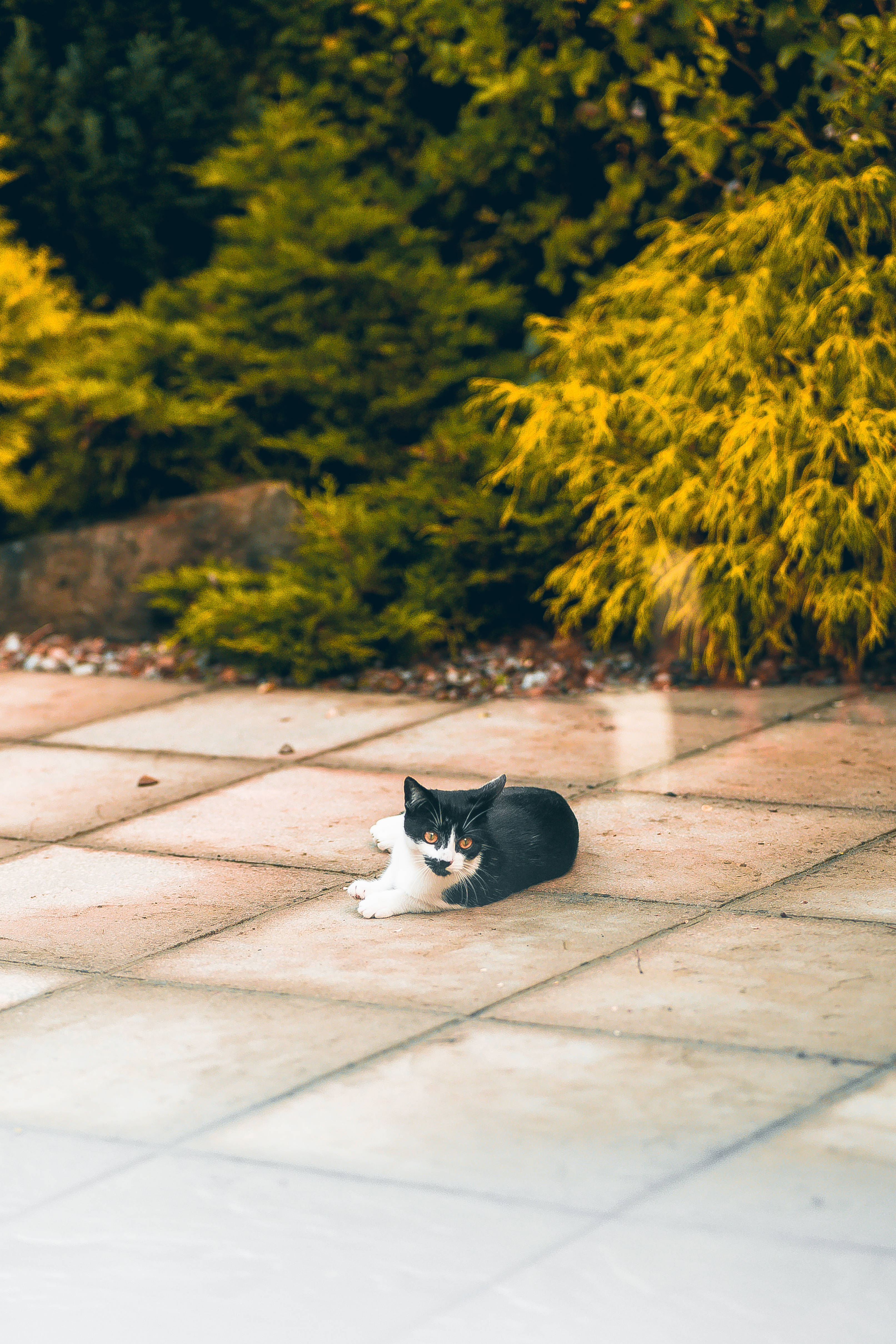 kawaii cat, black and white cat, sunlit stone tiles, 4K Phone Wallpaper