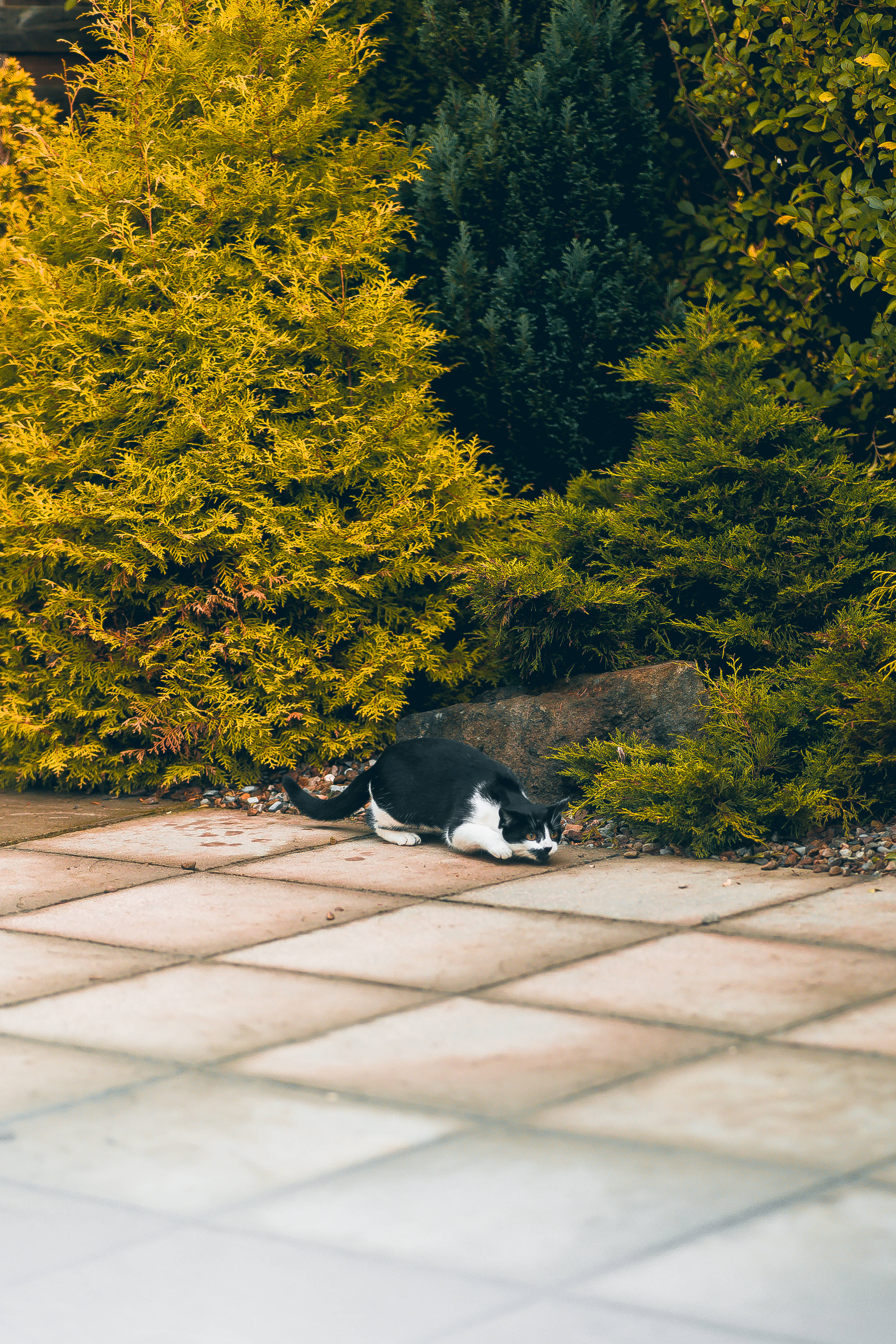 kawaii cat, black and white cat, stone patio, 4K Phone Wallpaper