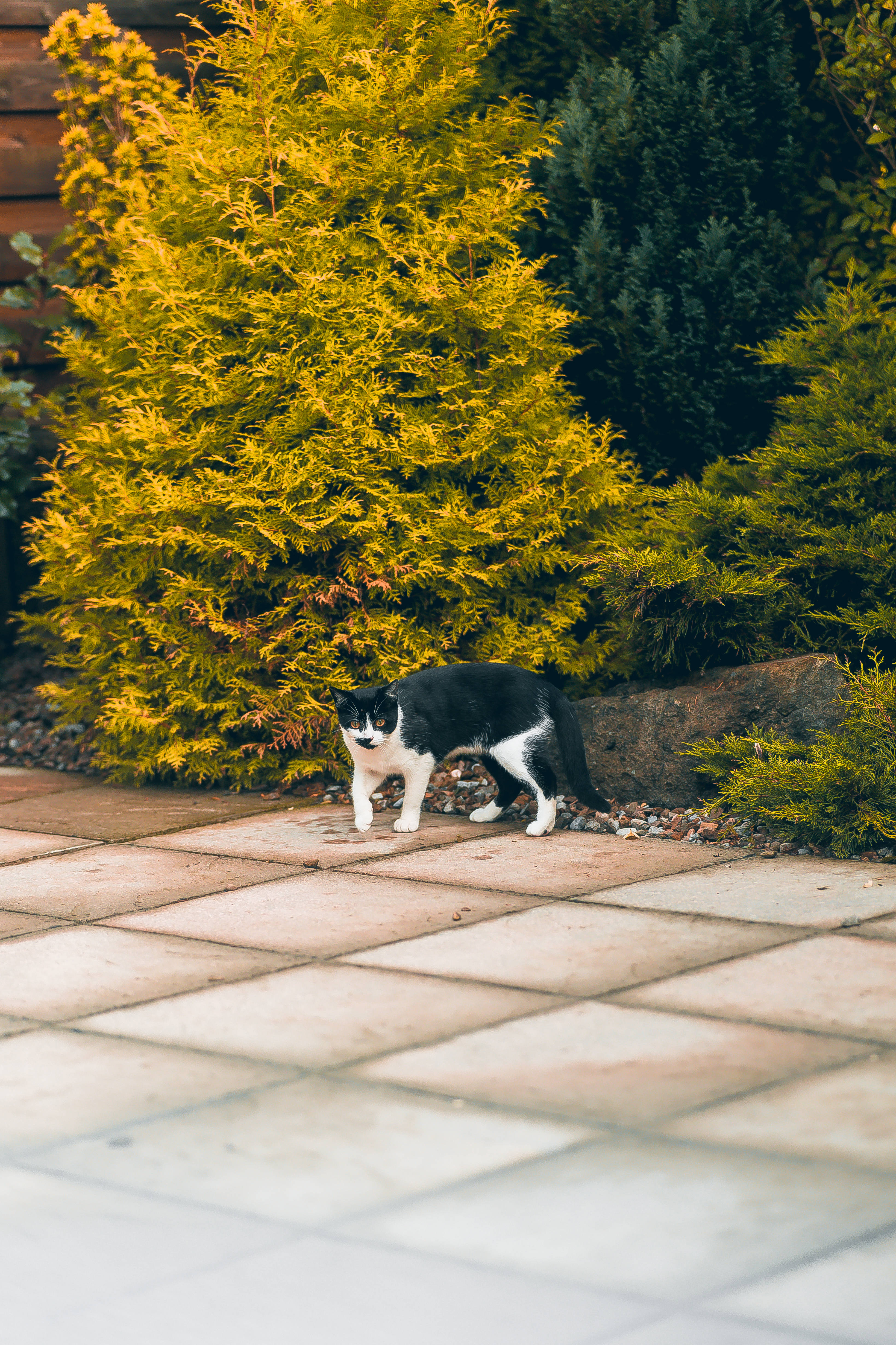 black and white cat, stone patio, vibrant yellow shrubs, 4K Phone Wallpaper