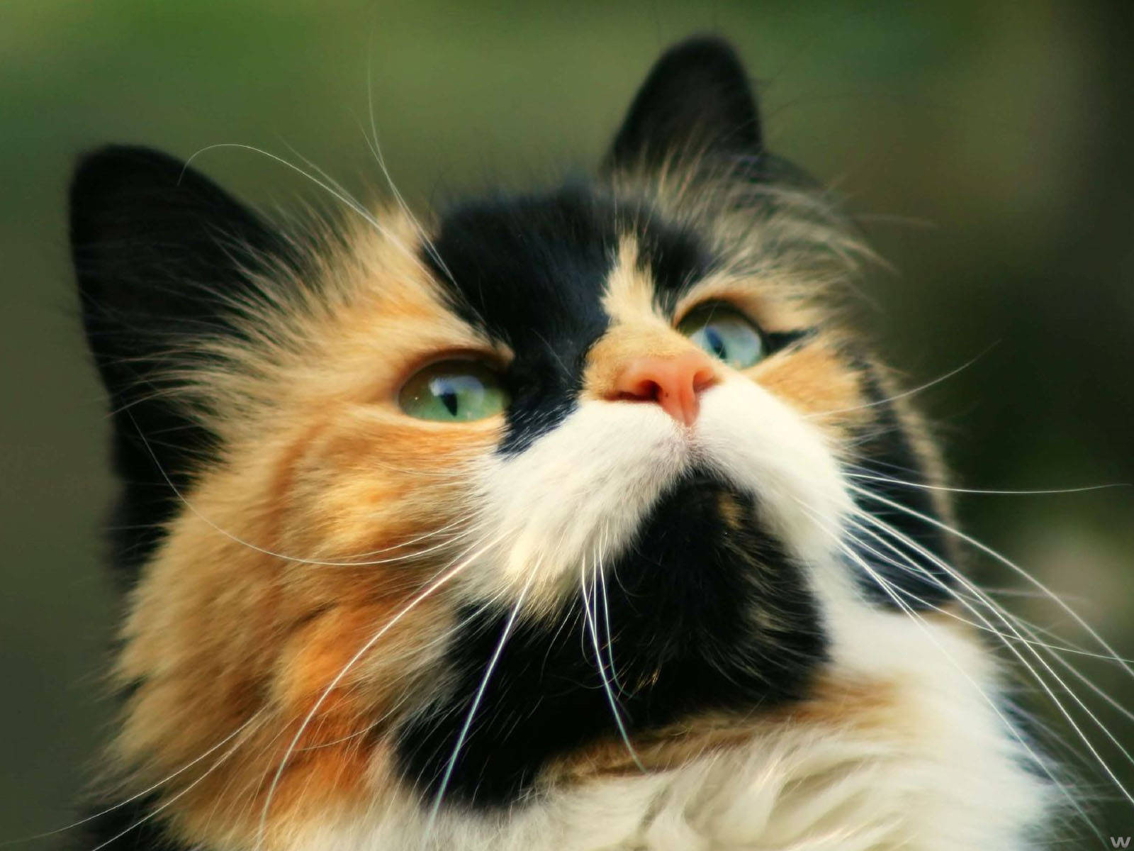 kawaii cat, calico cat, green eyes, HD Desktop Wallpaper