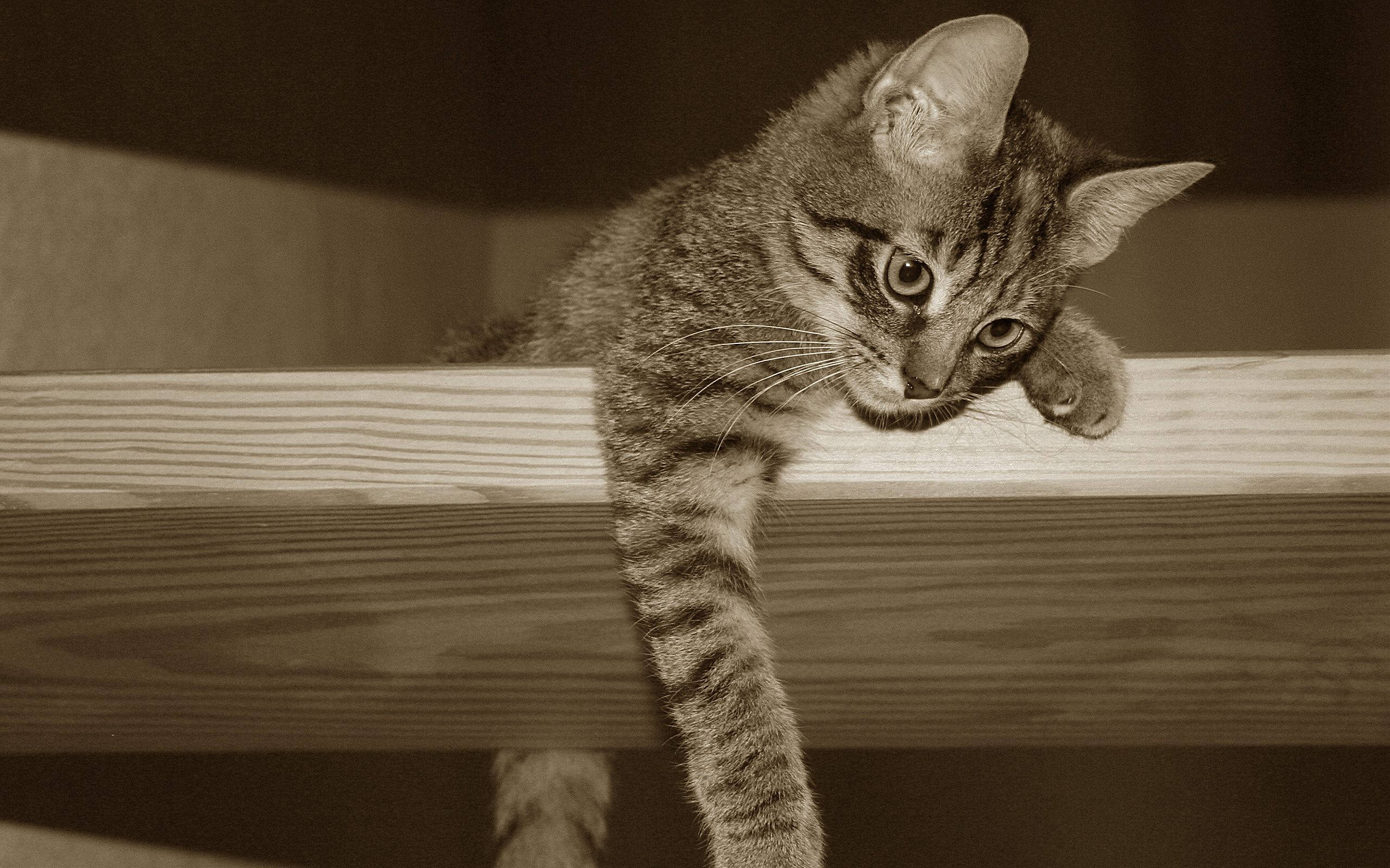 sepia photo, kawaii cat, tabby kitten, 2K Desktop Wallpaper