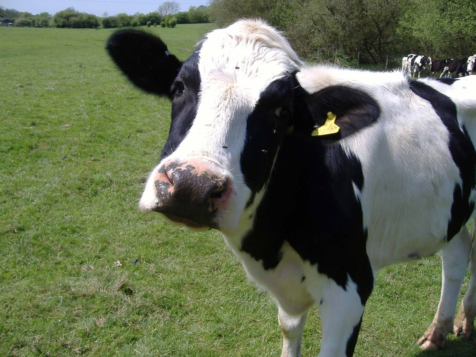 black and white cow, yellow ear tag, sunlit green pasture, HD Desktop Wallpaper