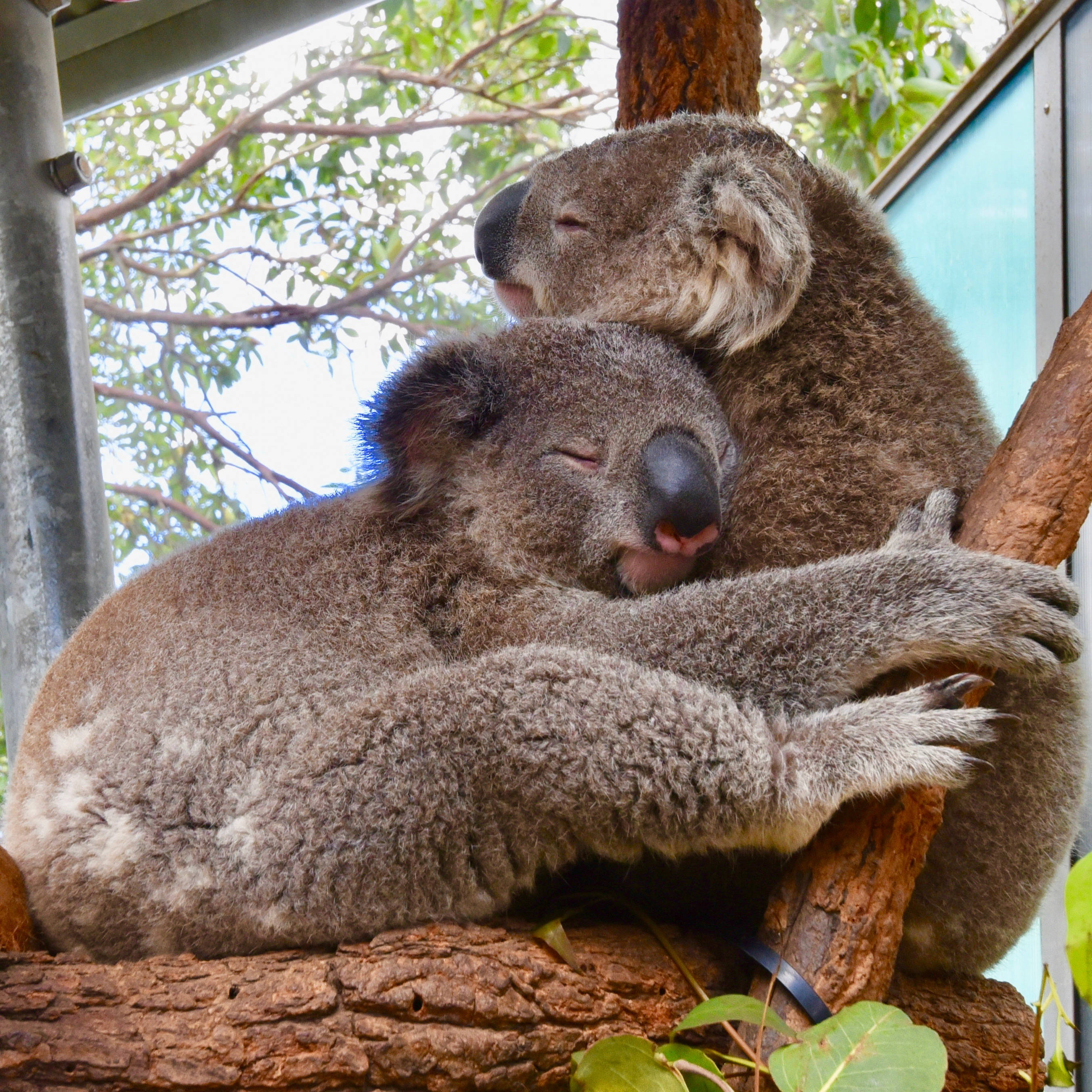 koalas, tree branch, dappled sunlight, 2K Desktop Wallpaper