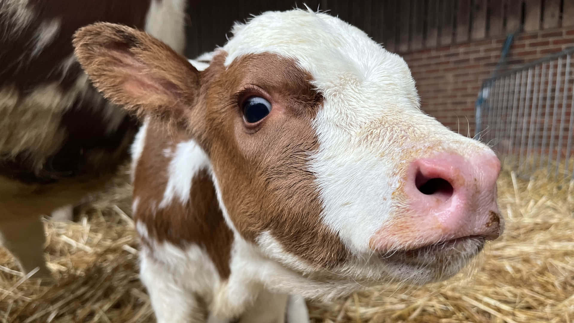 baby cow, brown and white, big dark eyes, Full HD Desktop Wallpaper