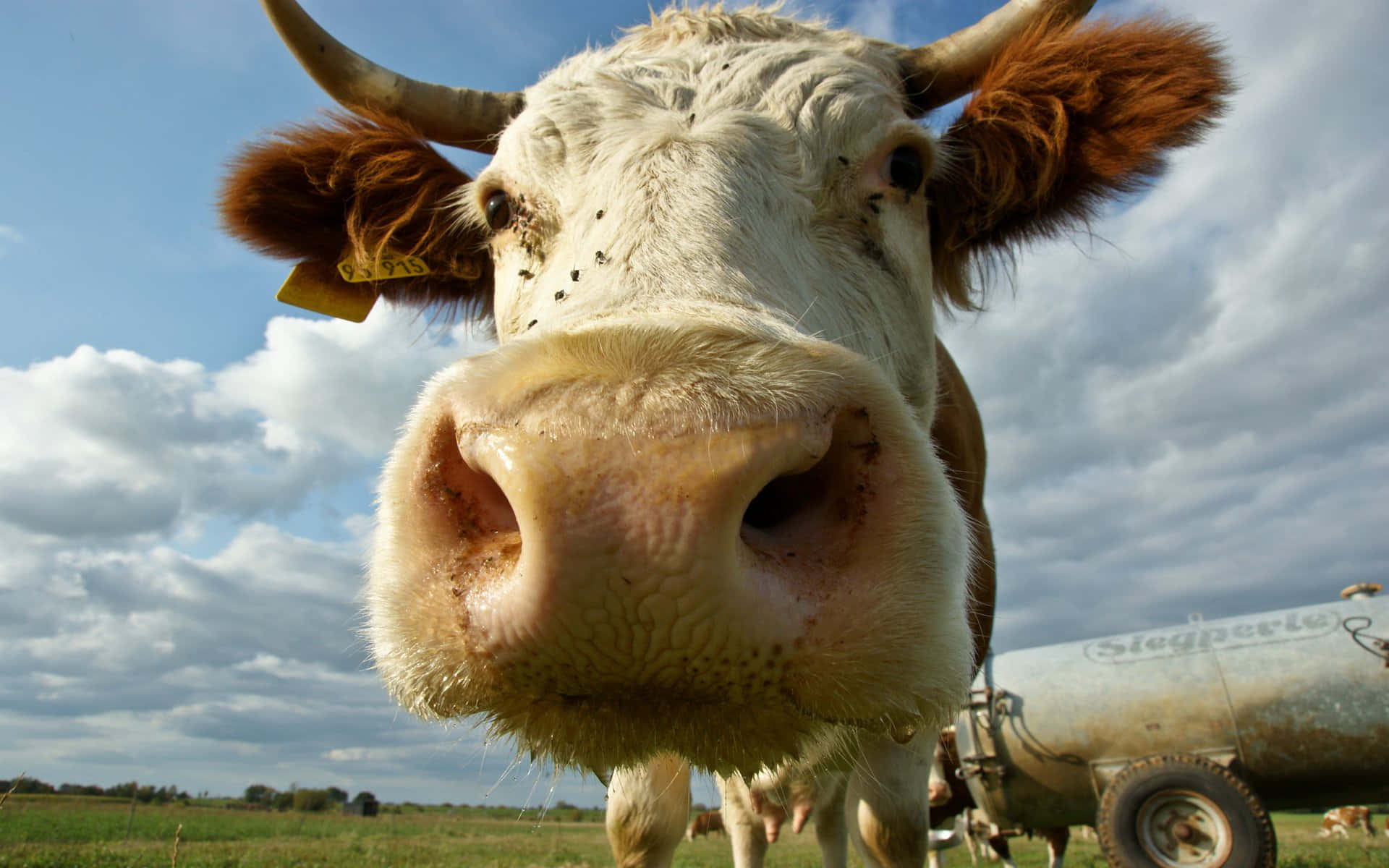 white cow, brown ears, brown horns, Full HD Desktop Wallpaper