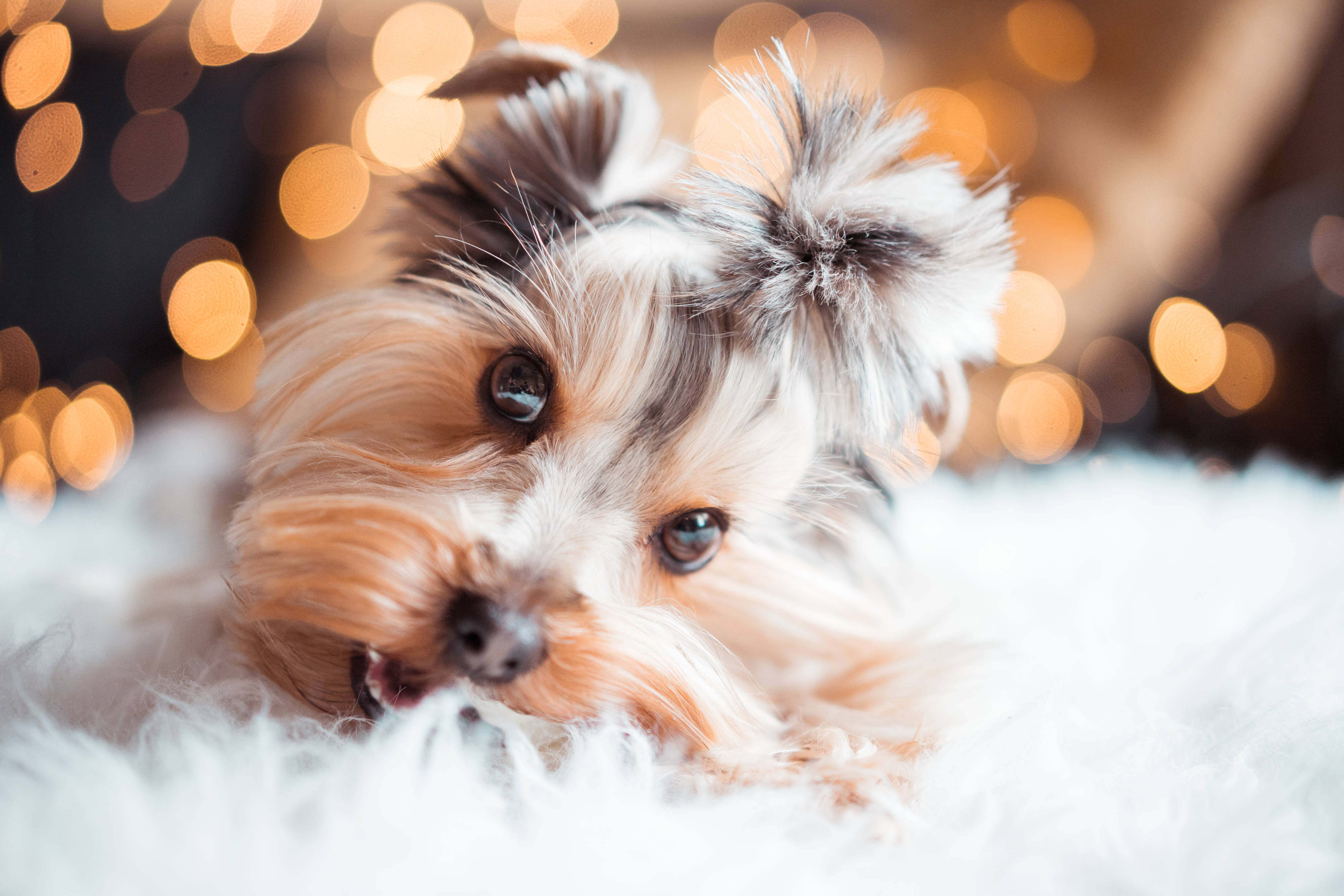 Yorkshire Terrier puppy, big dark eyes, white furry blanket, 4K Desktop Wallpaper