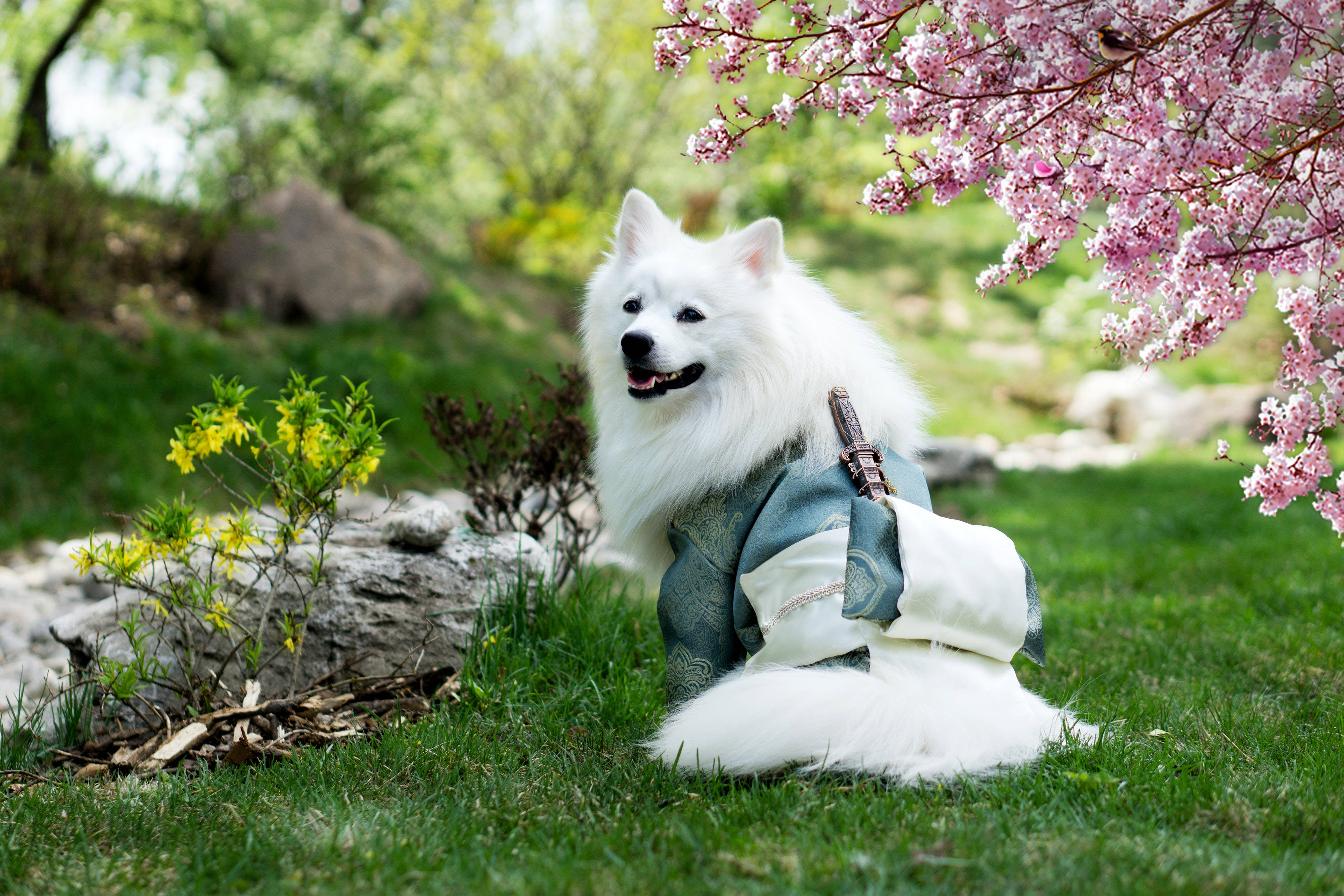 Samoyed dog, Japanese kimono, pink cherry blossoms, 4K Desktop Wallpaper