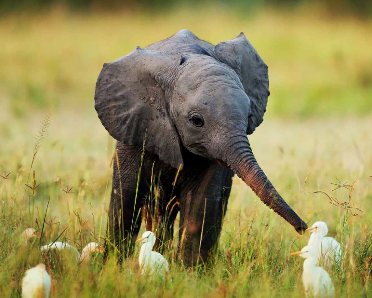 young elephant, white birds, tall golden grass, SD Desktop Wallpaper
