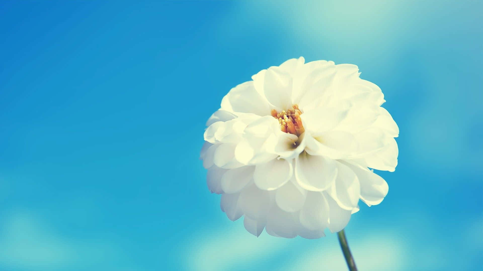 kawaii flower, white dahlia, soft blue sky, Full HD Desktop Wallpaper