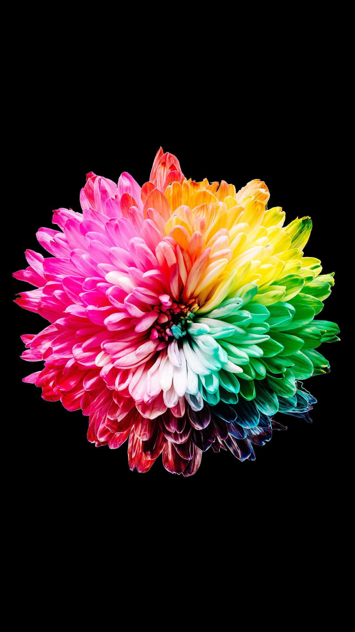 kawaii flower, rainbow-colored chrysanthemum, stark black background, Full HD Phone Wallpaper