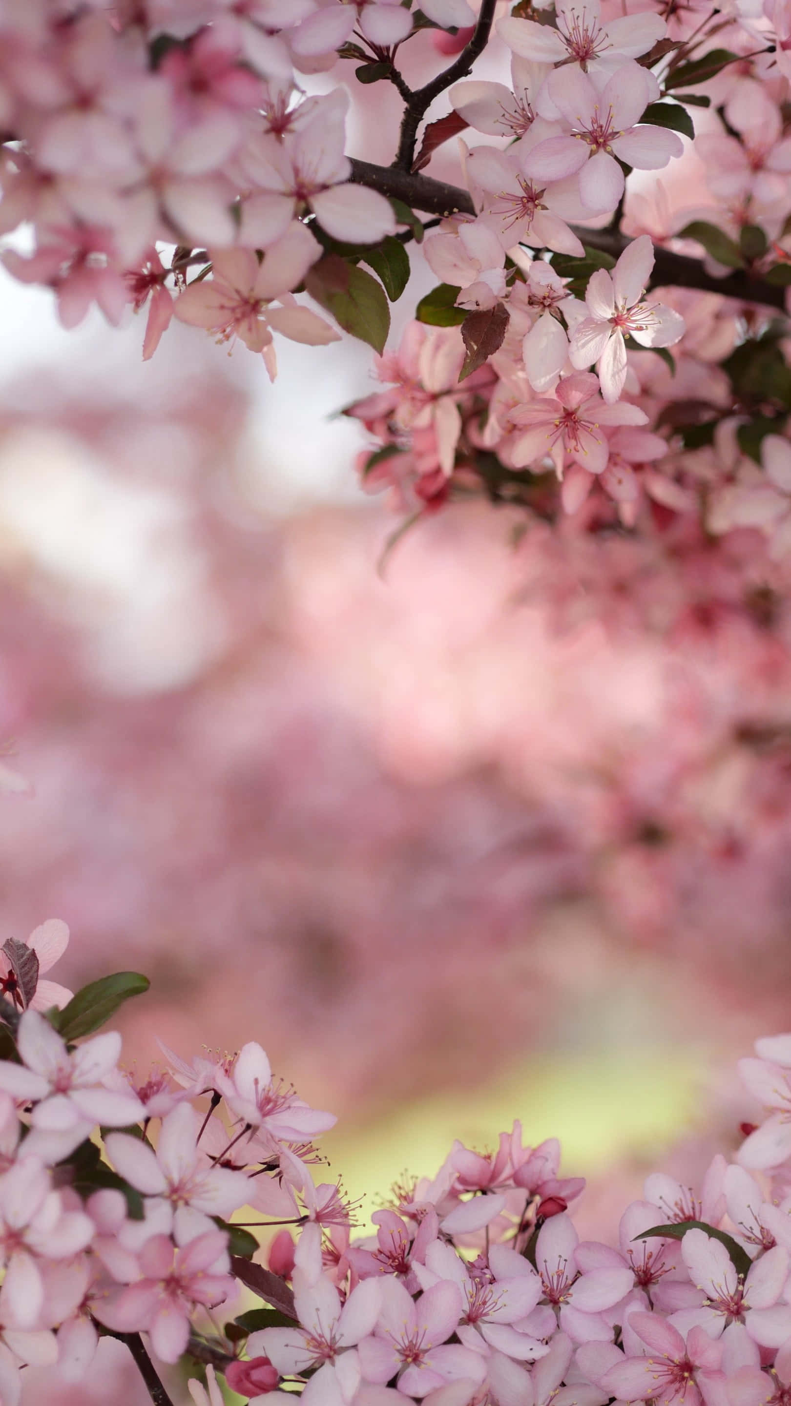 kawaii flower, soft pink cherry blossoms, blurred pastel background, 2K Phone Wallpaper