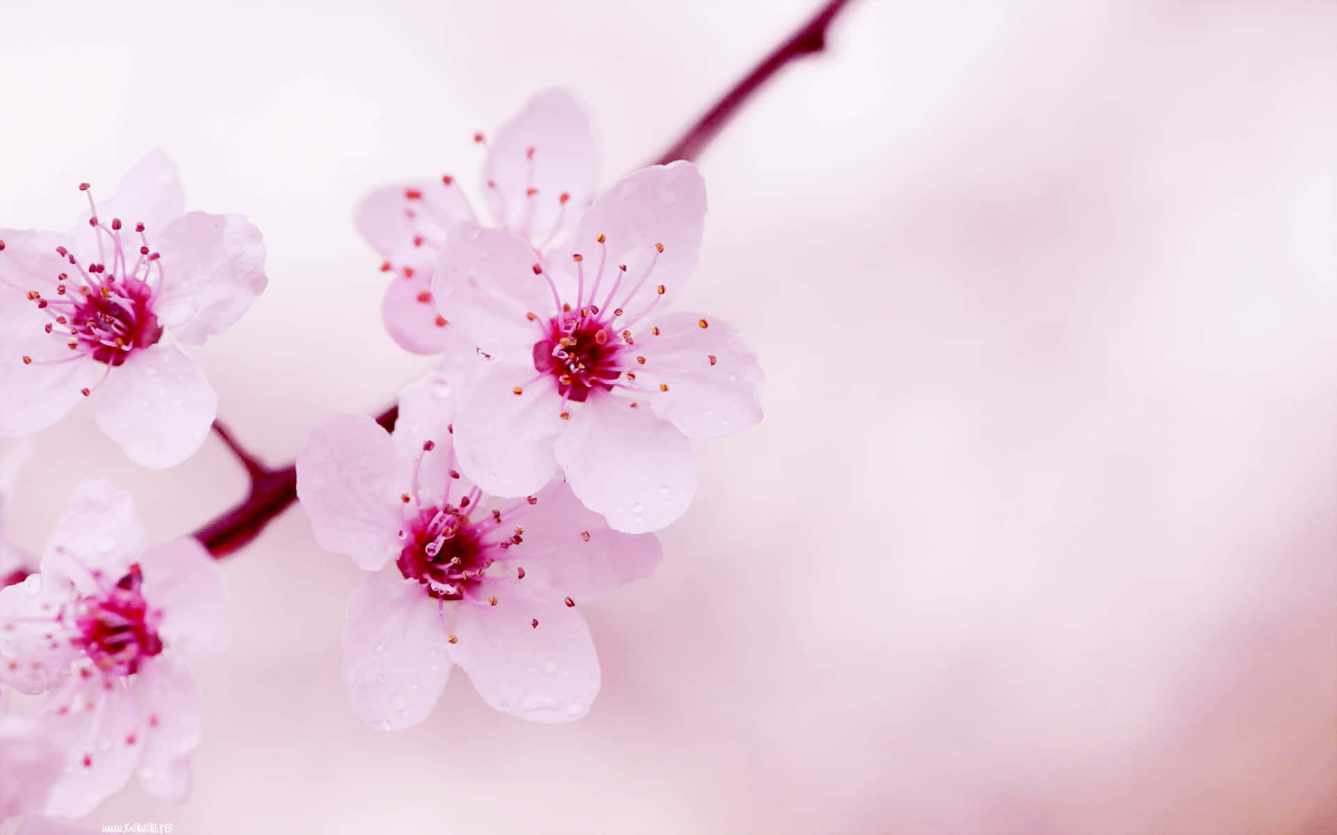 kawaii flower, soft pink cherry blossoms, dewdrops, Full HD Desktop Wallpaper