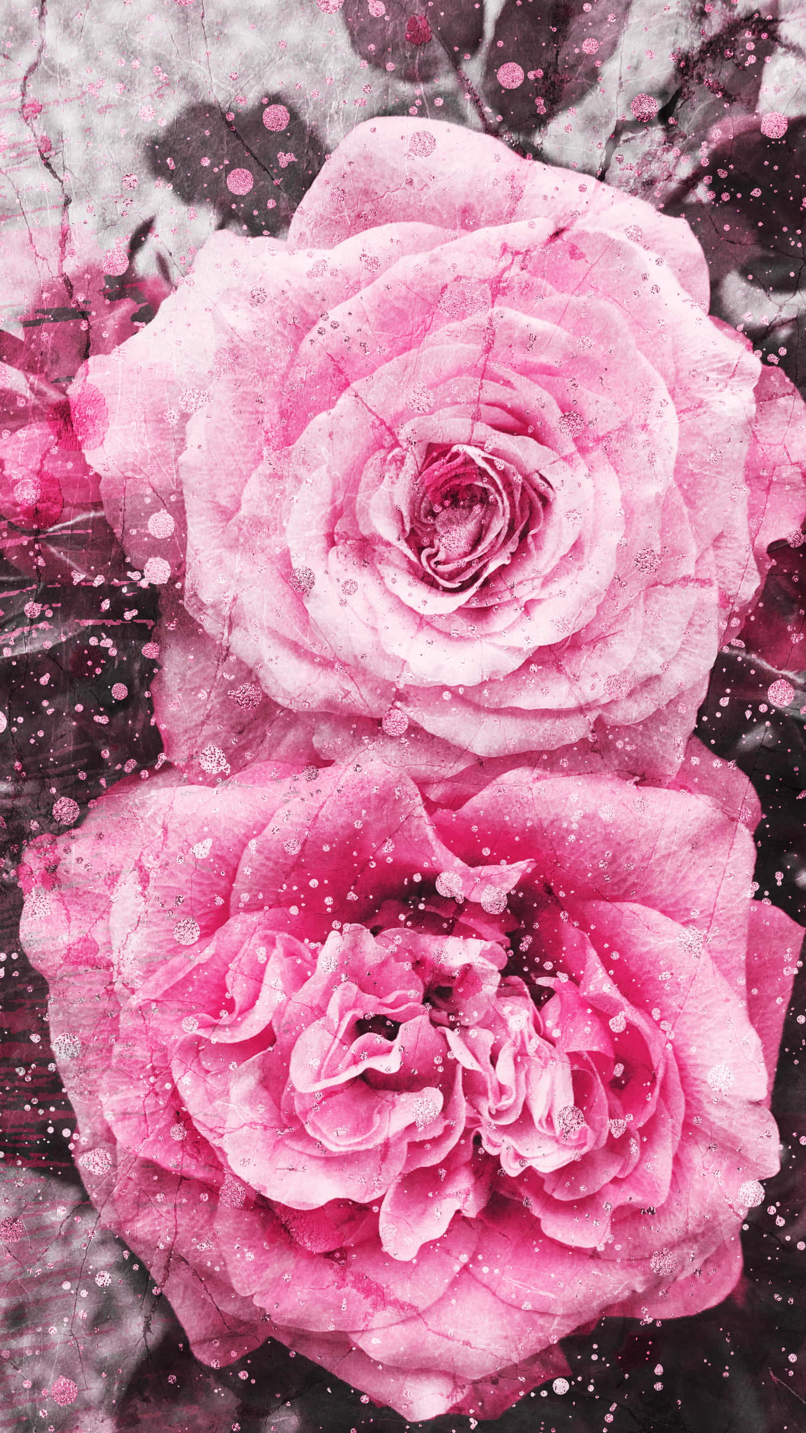 kawaii flower, pink roses, dewdrops, 2K Phone Wallpaper