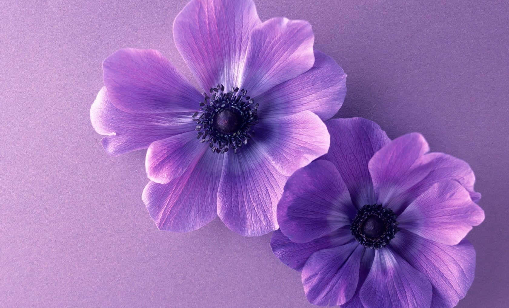 kawaii flower, purple anemones, dark centers, HD Desktop Wallpaper