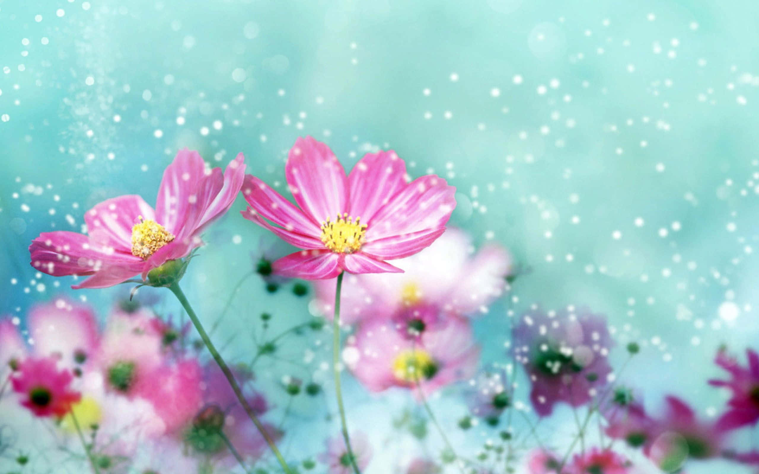kawaii flower, cosmos flowers, vibrant pink, 2K Desktop Wallpaper