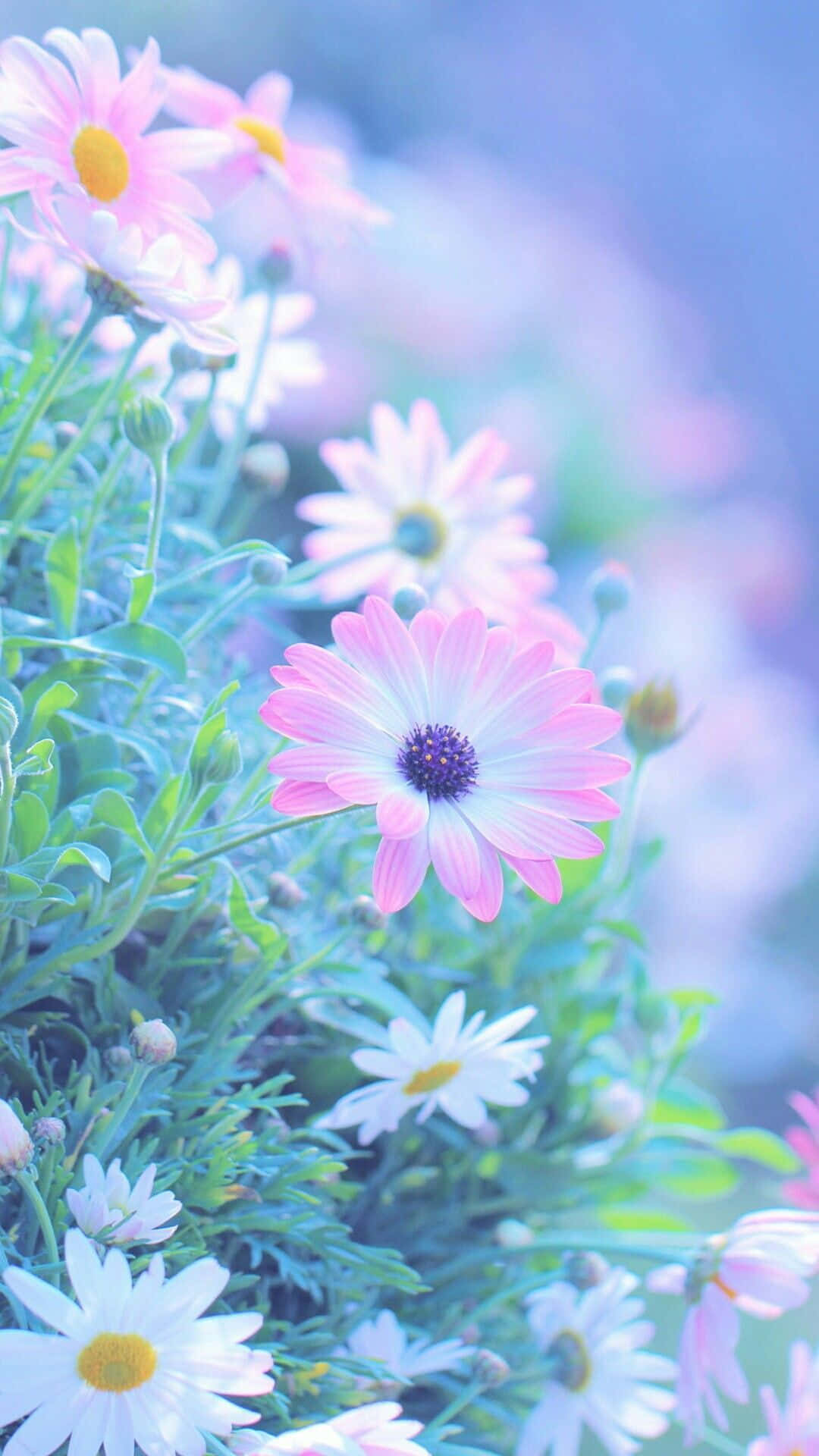 kawaii flower, soft pink, white daisies, Full HD Phone Wallpaper