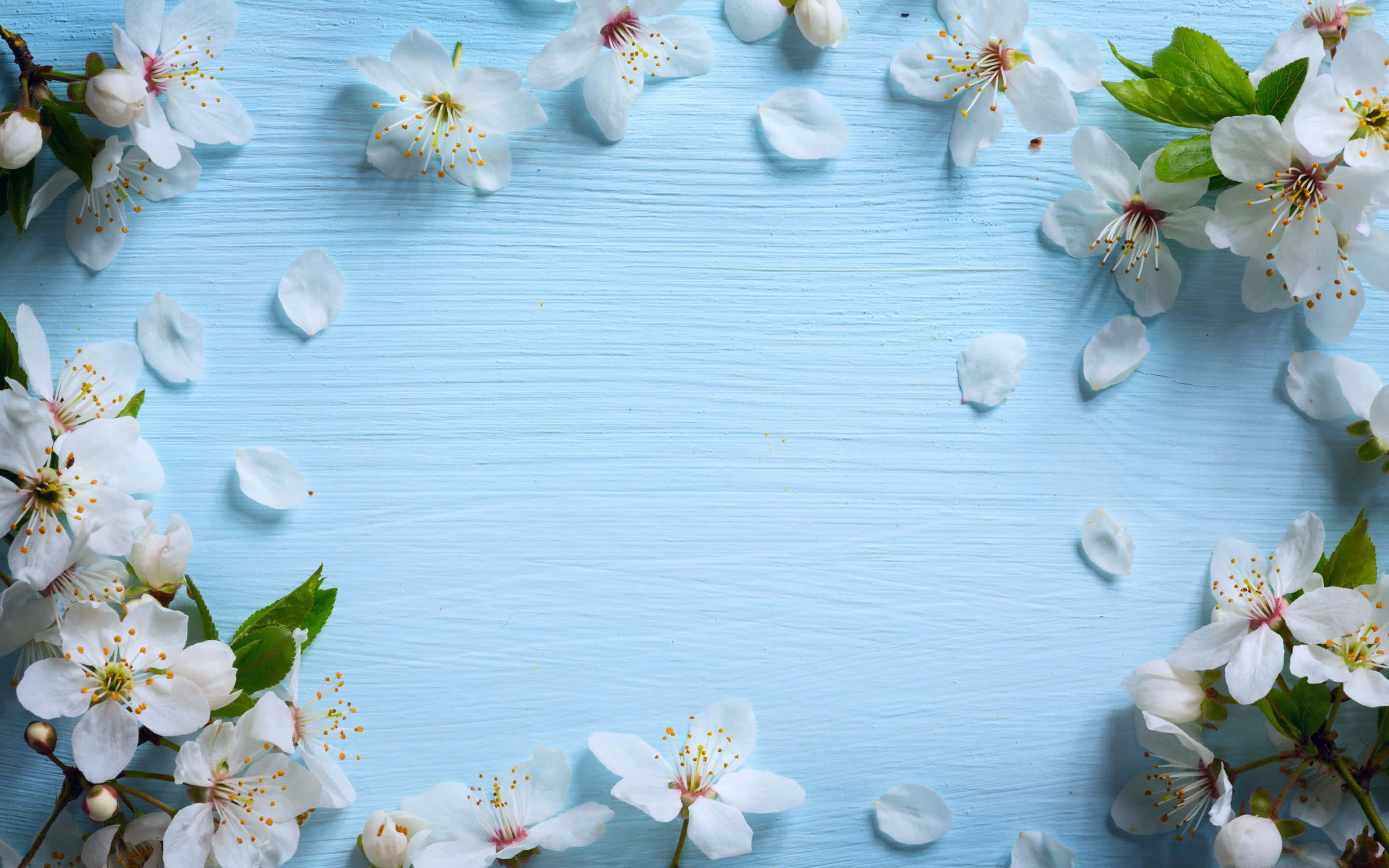 kawaii flower, white cherry blossoms, green leaves, 2K Desktop Wallpaper