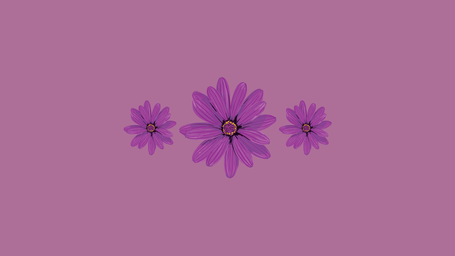 kawaii purple daisies, purple daisies, dark centers, Full HD Desktop Wallpaper