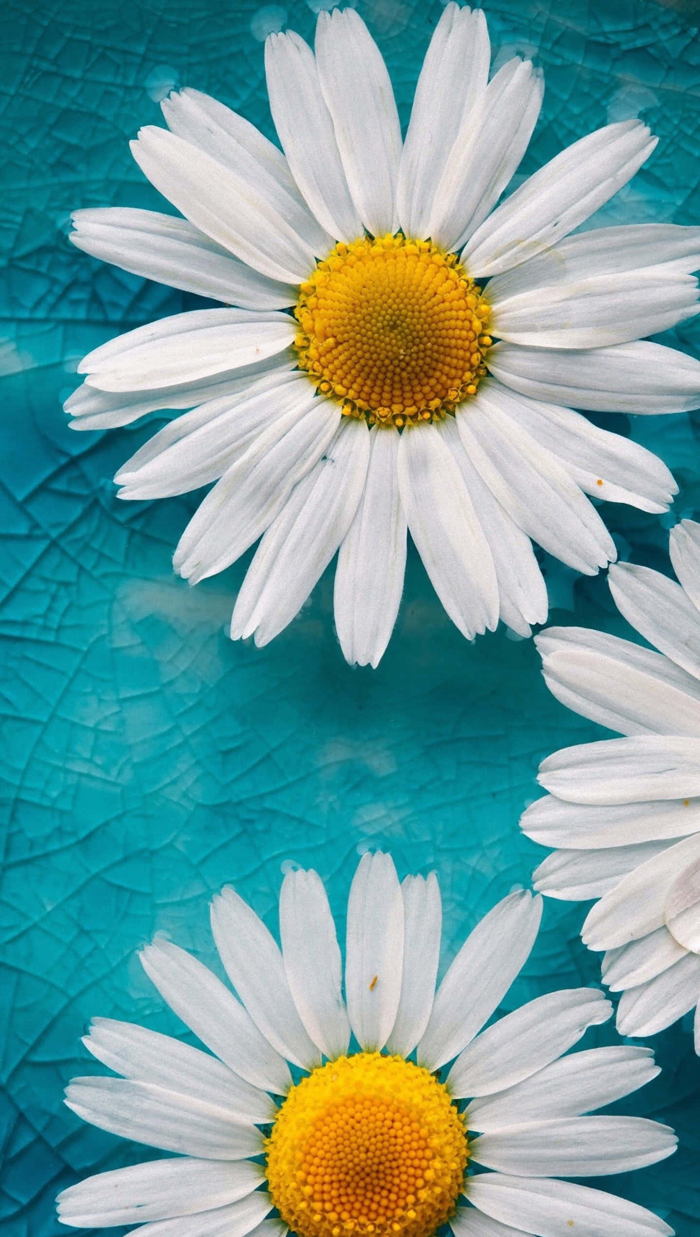 kawaii flower, white daisies, yellow centers, Full HD Phone Wallpaper