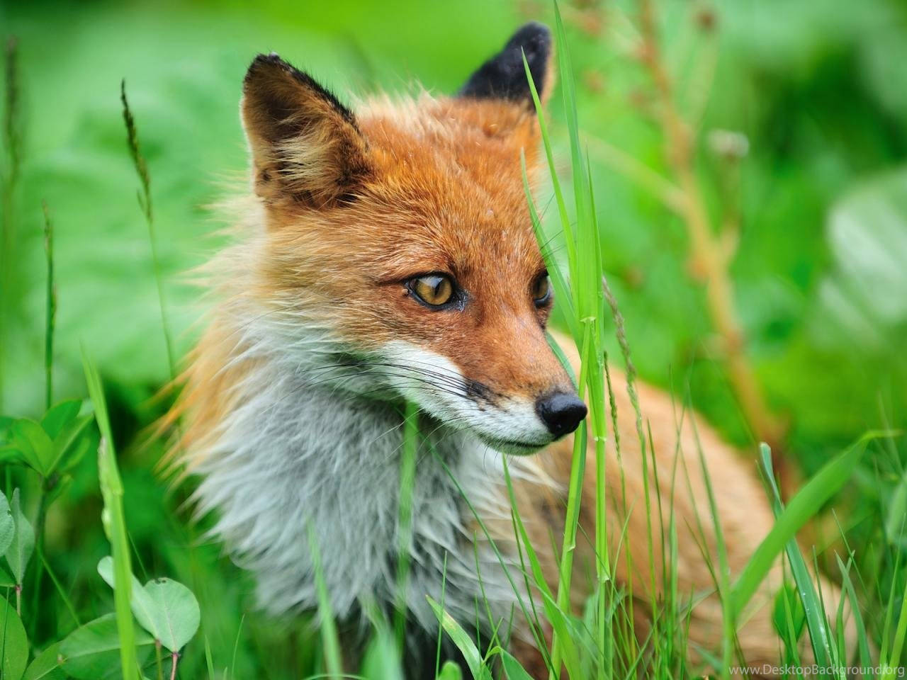 red fox, alert eyes, vibrant green grass, HD Desktop Wallpaper