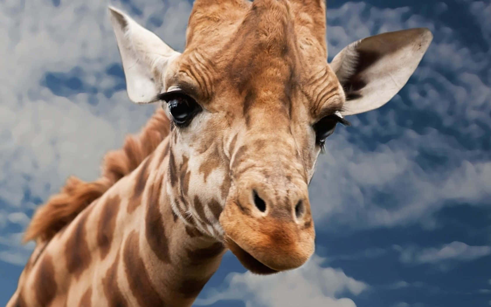 giraffe, vibrant blue sky, fluffy white clouds, HD Desktop Wallpaper