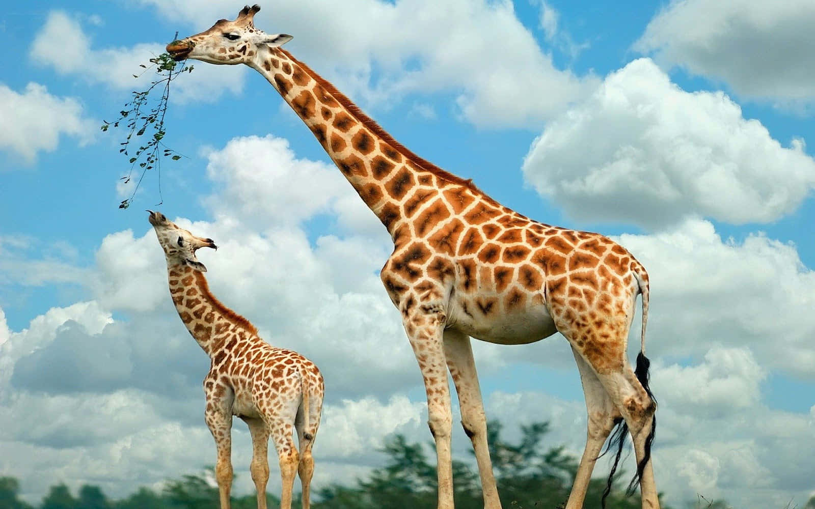 mother giraffe, cute giraffe, tall adult giraffe, HD Desktop Wallpaper
