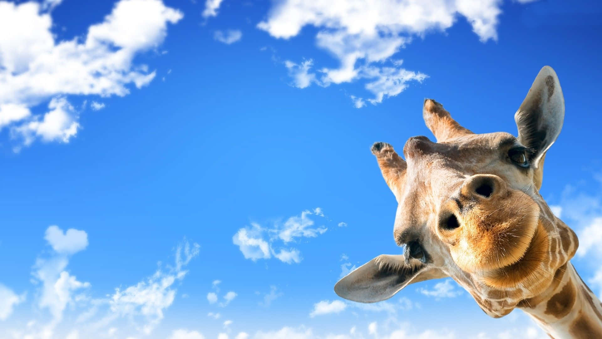 Funny Giraffe, vibrant blue sky, fluffy white clouds, Full HD Desktop Wallpaper