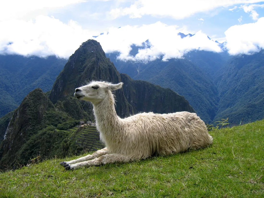 Kawaii Llama