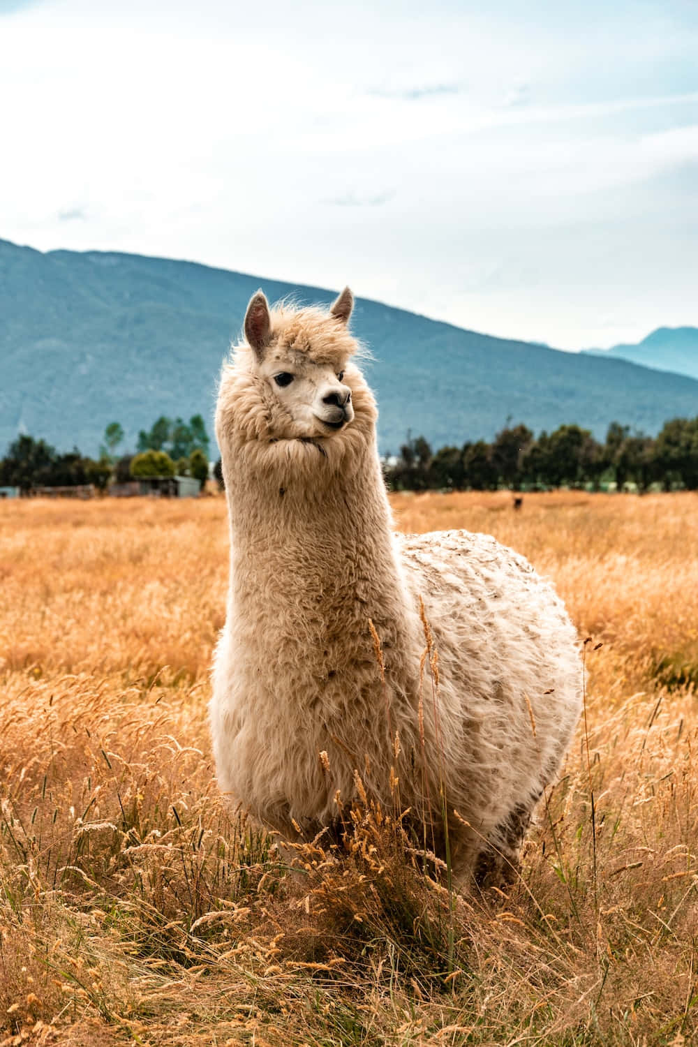kawaii llama, fluffy white alpaca, golden field, HD Phone Wallpaper