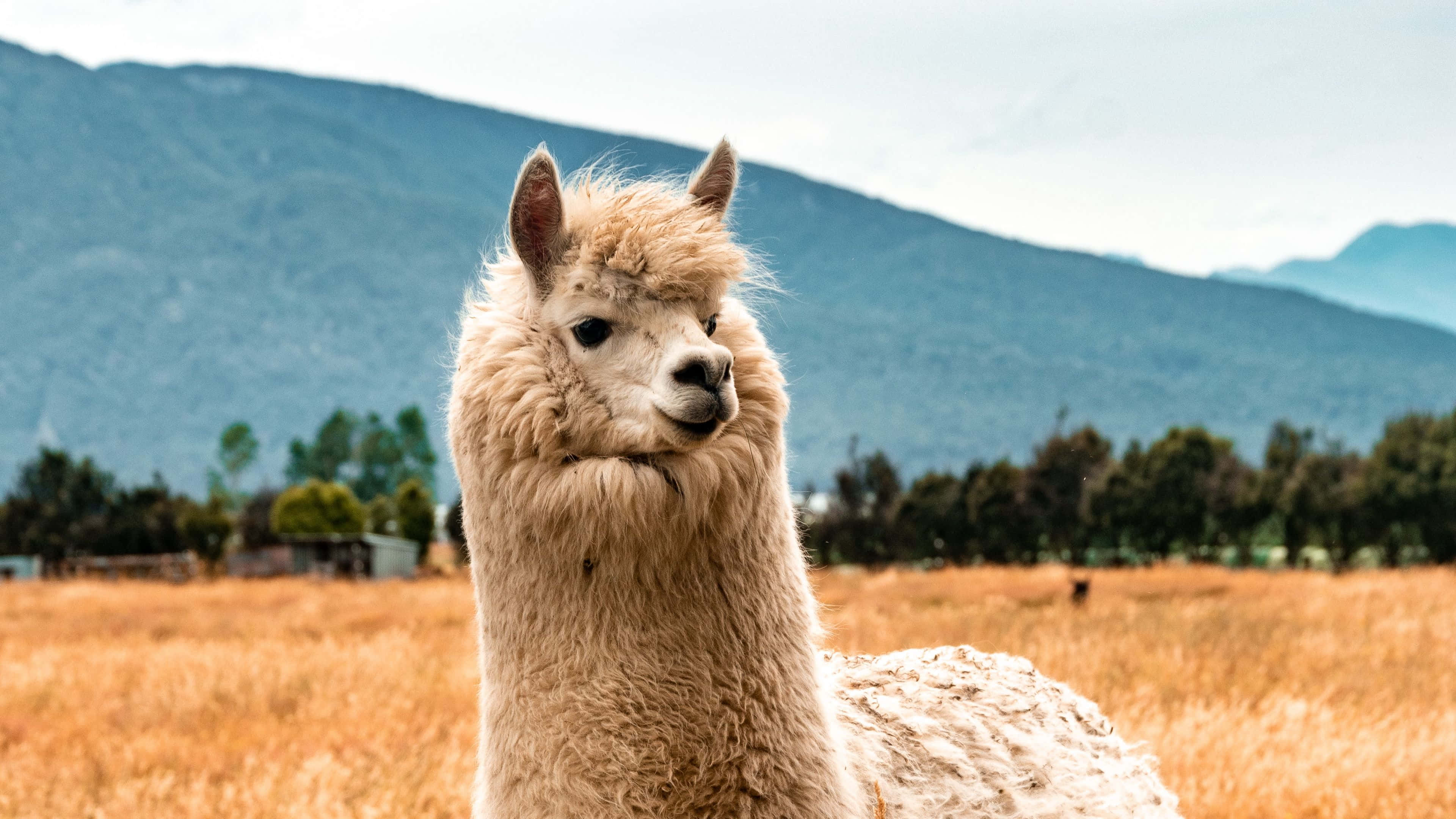 Kawaii Llama, cream-colored, golden field, 4K Desktop Wallpaper