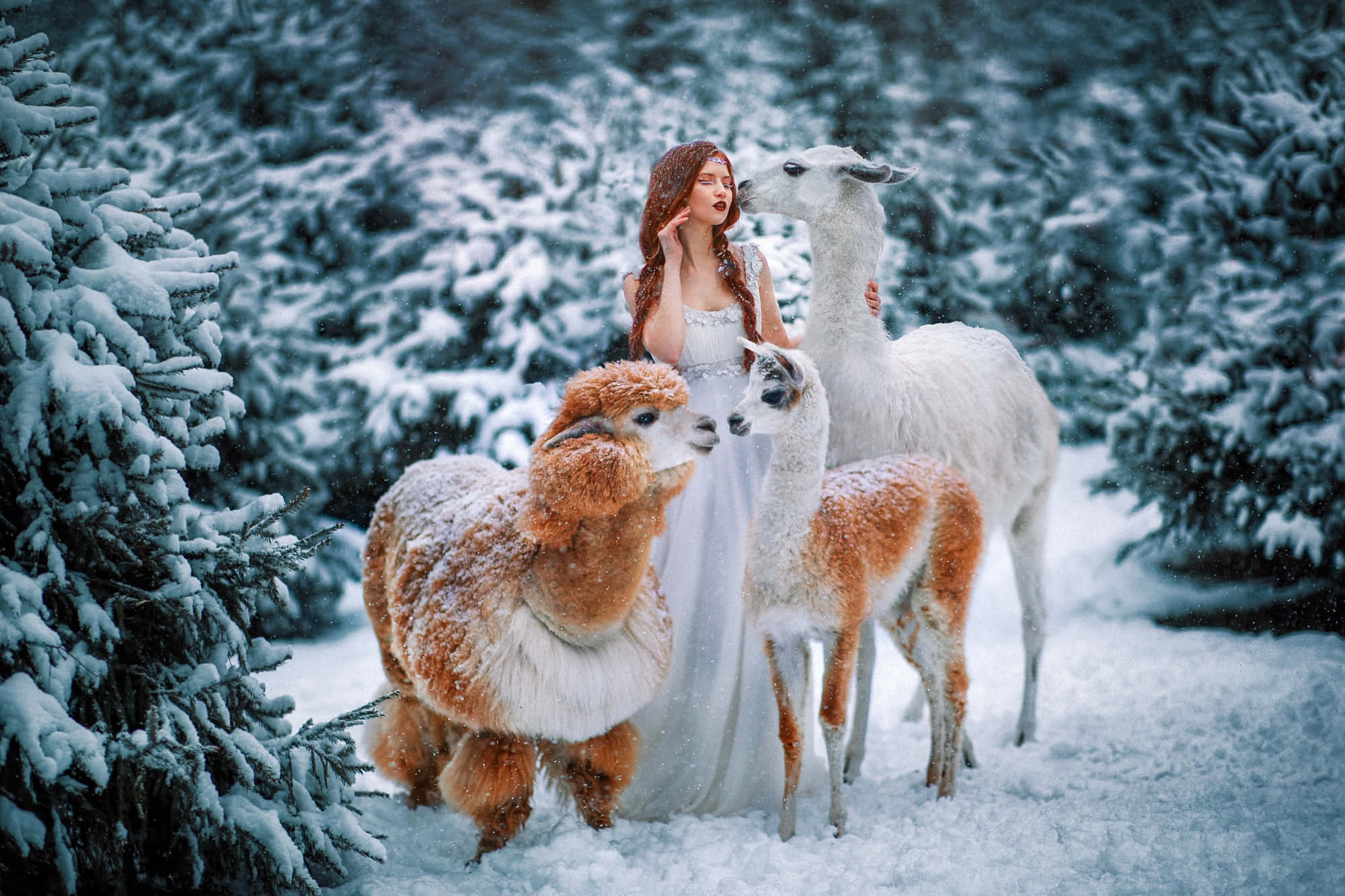 Kawaii Llama 2000, white gown, alpacas, Full HD Desktop Wallpaper