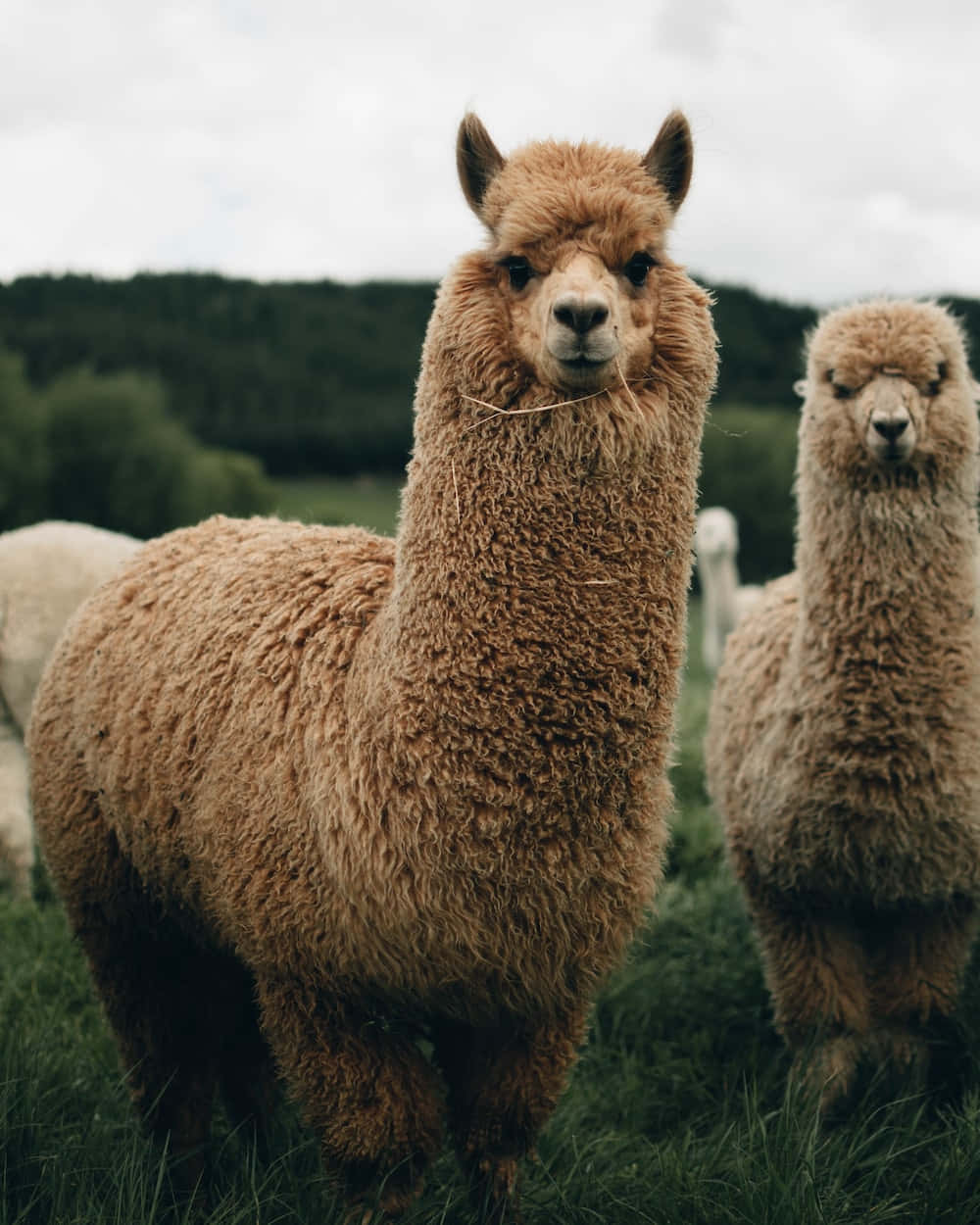 kawaii llama, fluffy brown alpaca, grassy field, SD Phone Wallpaper