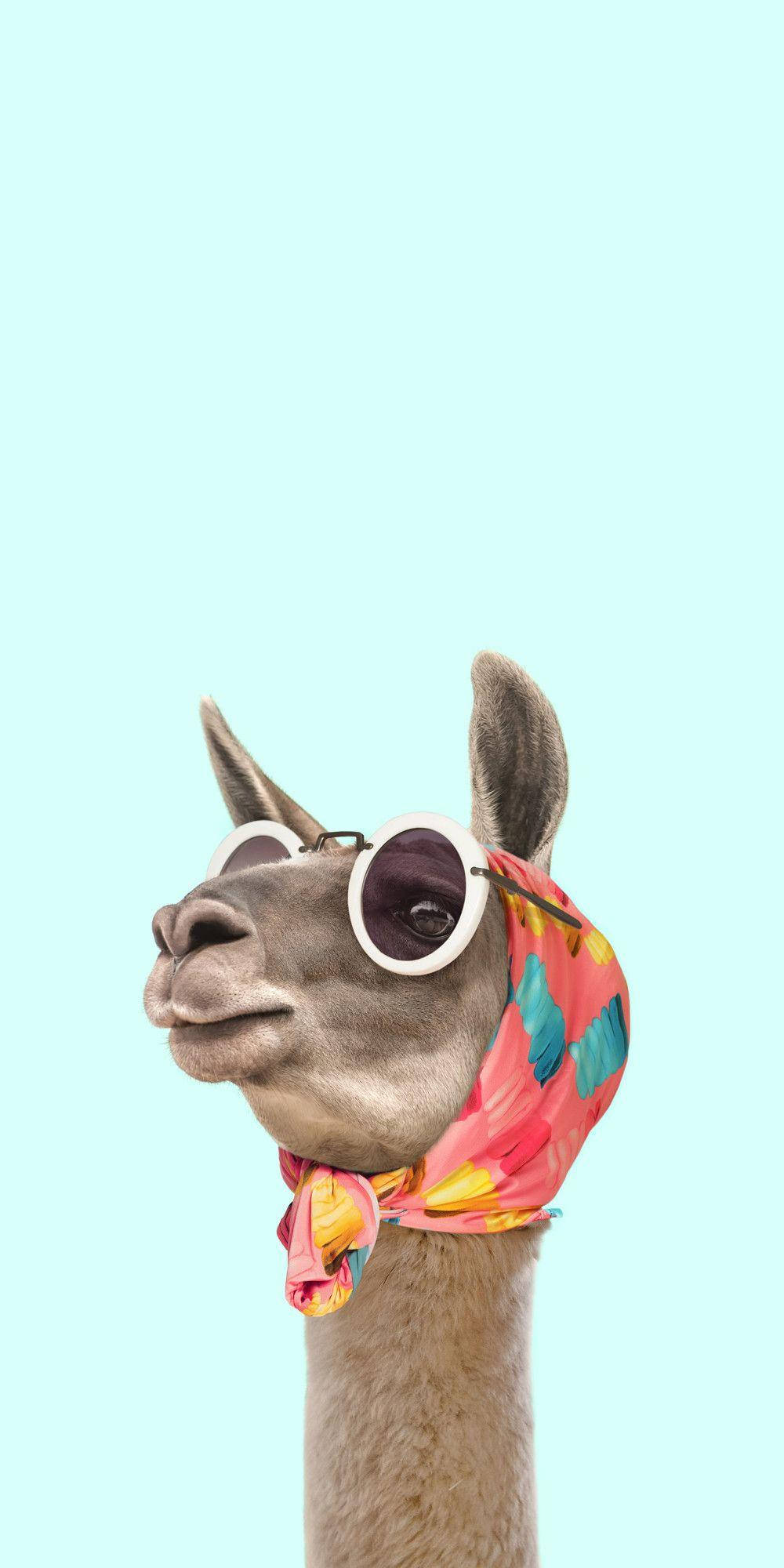 Fancy Luxurious Llama, oversized sunglasses, colorful scarf, Full HD Phone Wallpaper