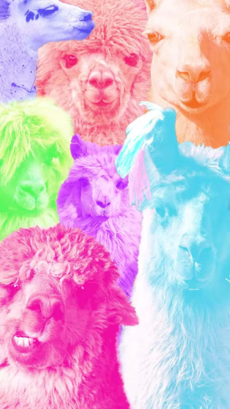 colorful llama collage, neon-colored alpacas, llamas, HD Phone Wallpaper