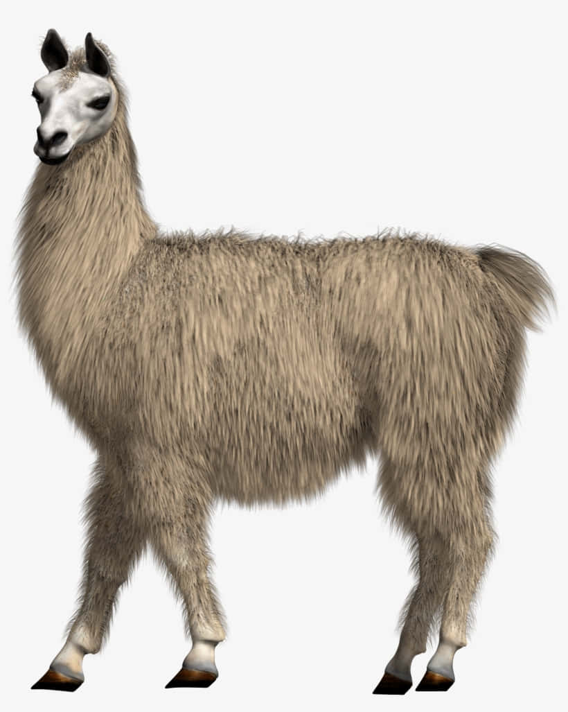 llama, shaggy beige fur, 3d-rendered, SD Phone Wallpaper
