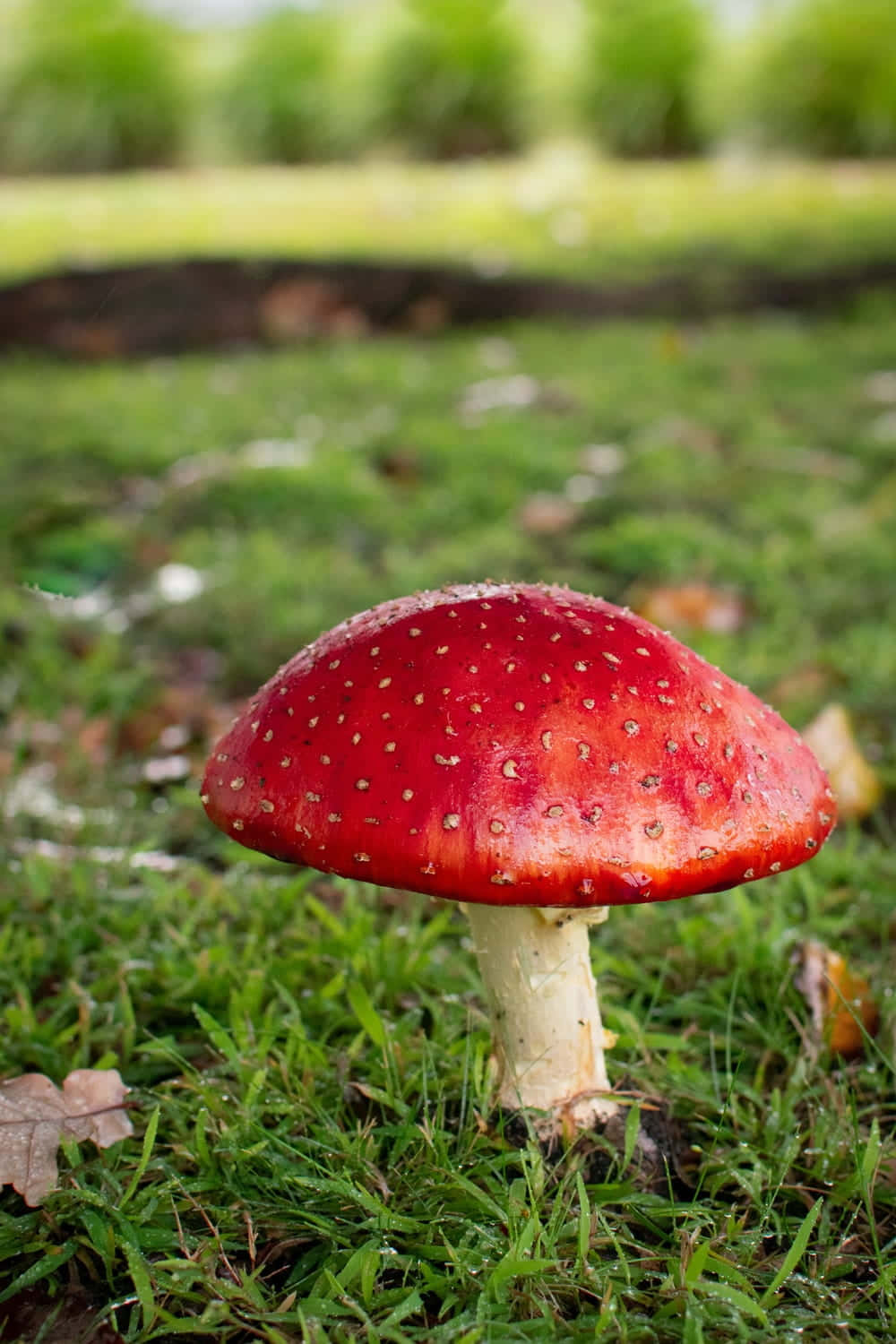 kawaii mushroom, red fly agaric mushroom, white spots, HD Phone Wallpaper