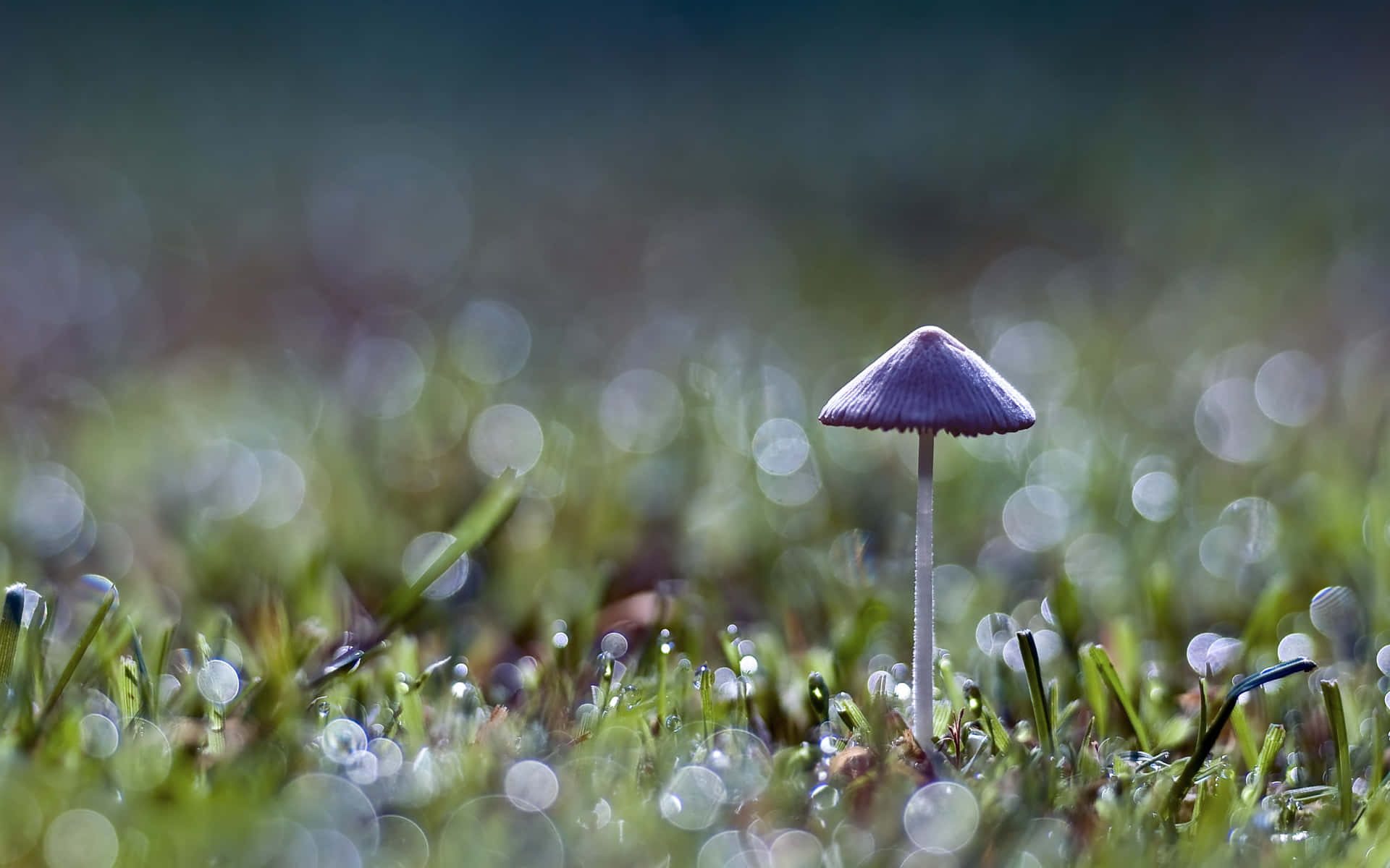 kawaii mushroom, purple mushroom, dew-kissed grass, Full HD Desktop Wallpaper