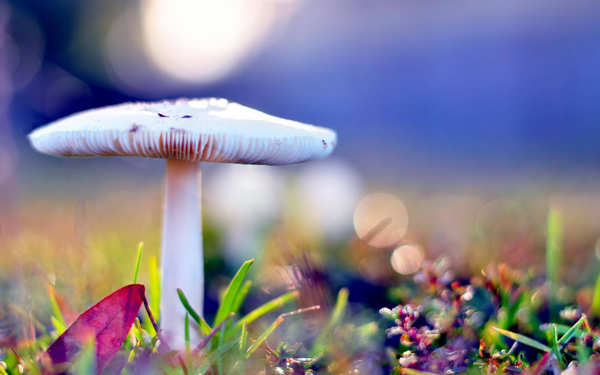 white mushroom, gills, vibrant green grass, Full HD Desktop Wallpaper