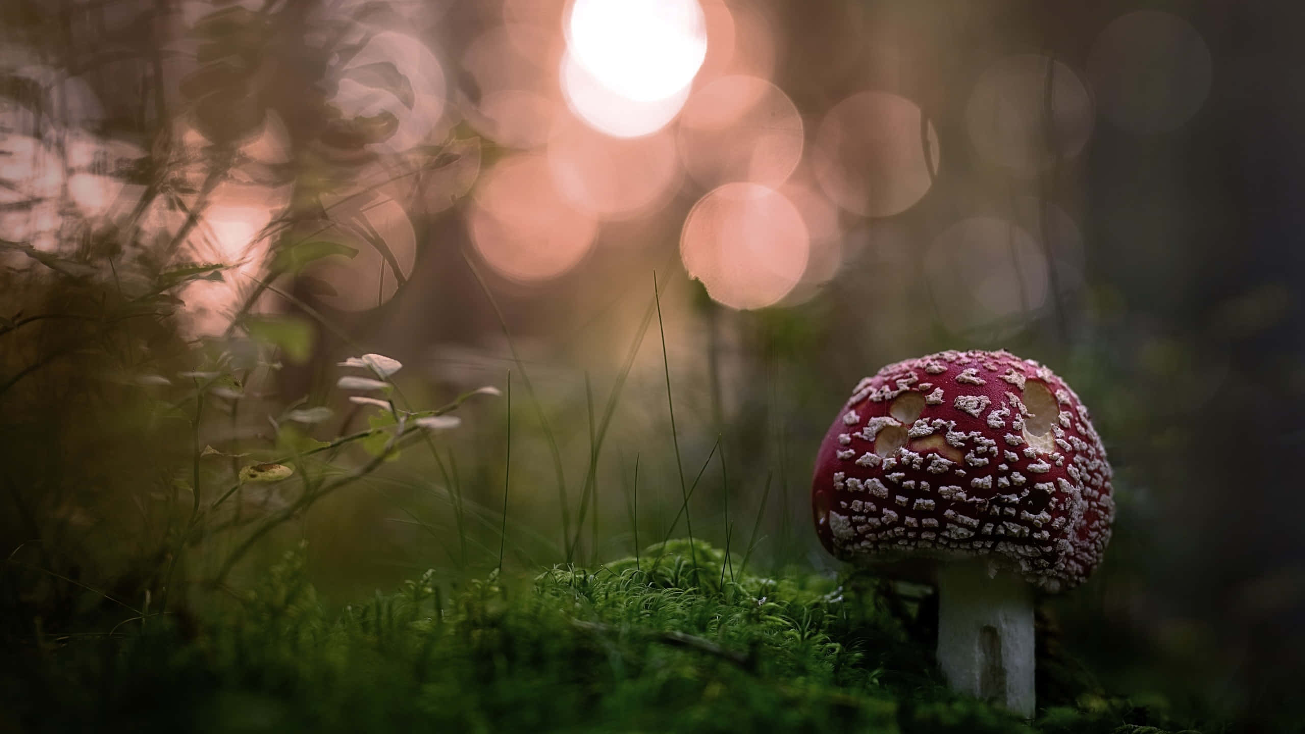 kawaii mushroom, red fly agaric mushroom, white spots, 2K Desktop Wallpaper