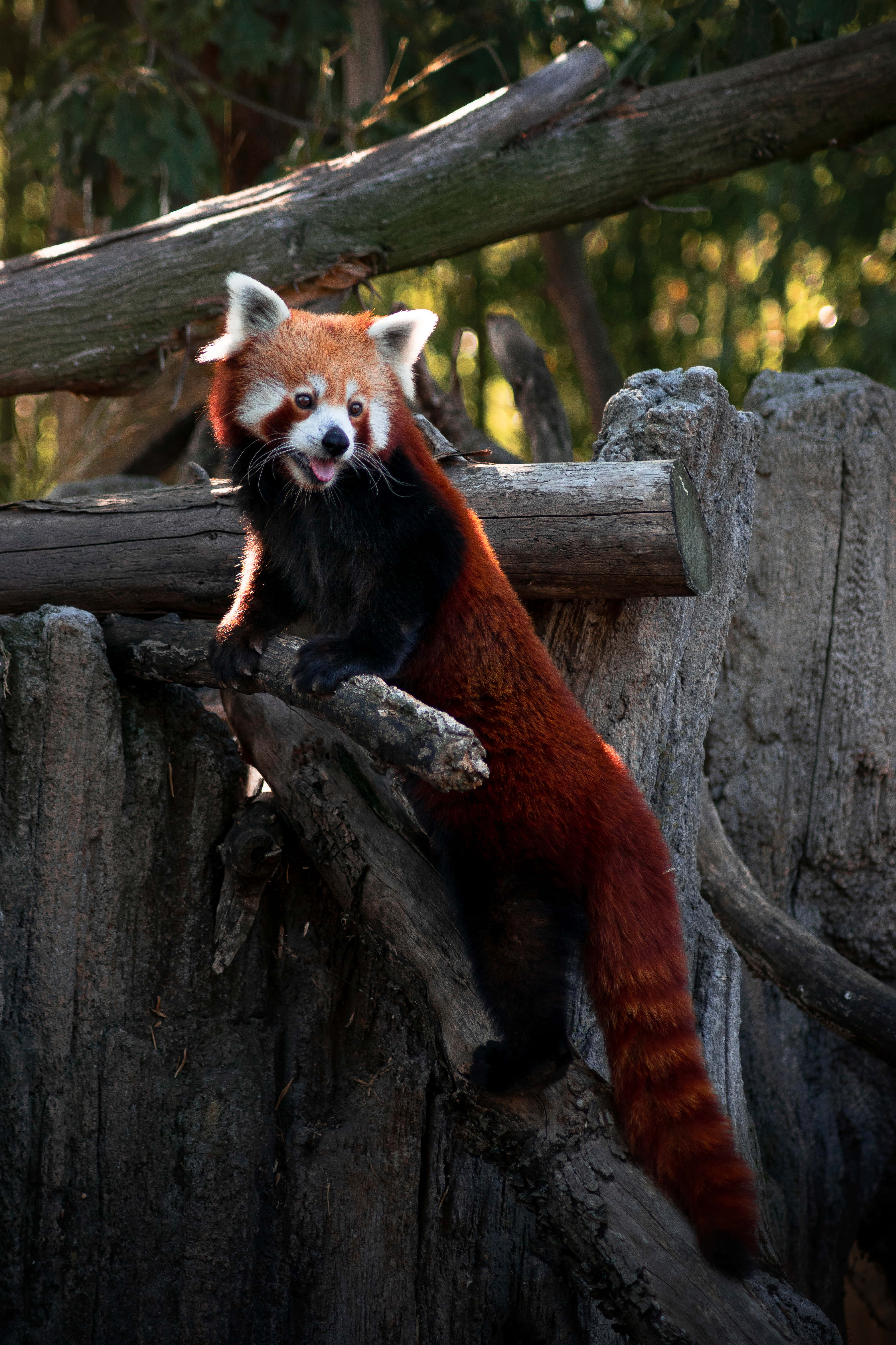 red panda, weathered wooden logs, sunlit green foliage, 5K Phone Wallpaper